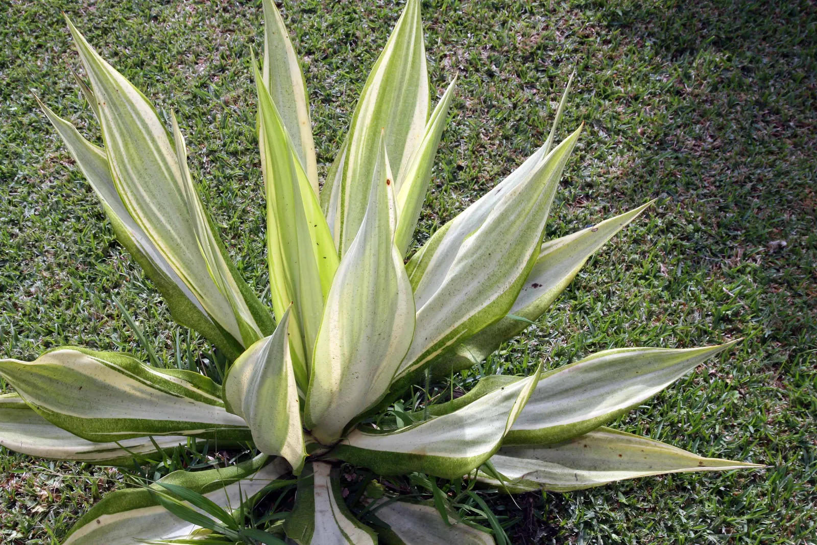 Furcraea Foetida — making it a low-maintenance option particularly suited for xeriscaping or arid coastal environments