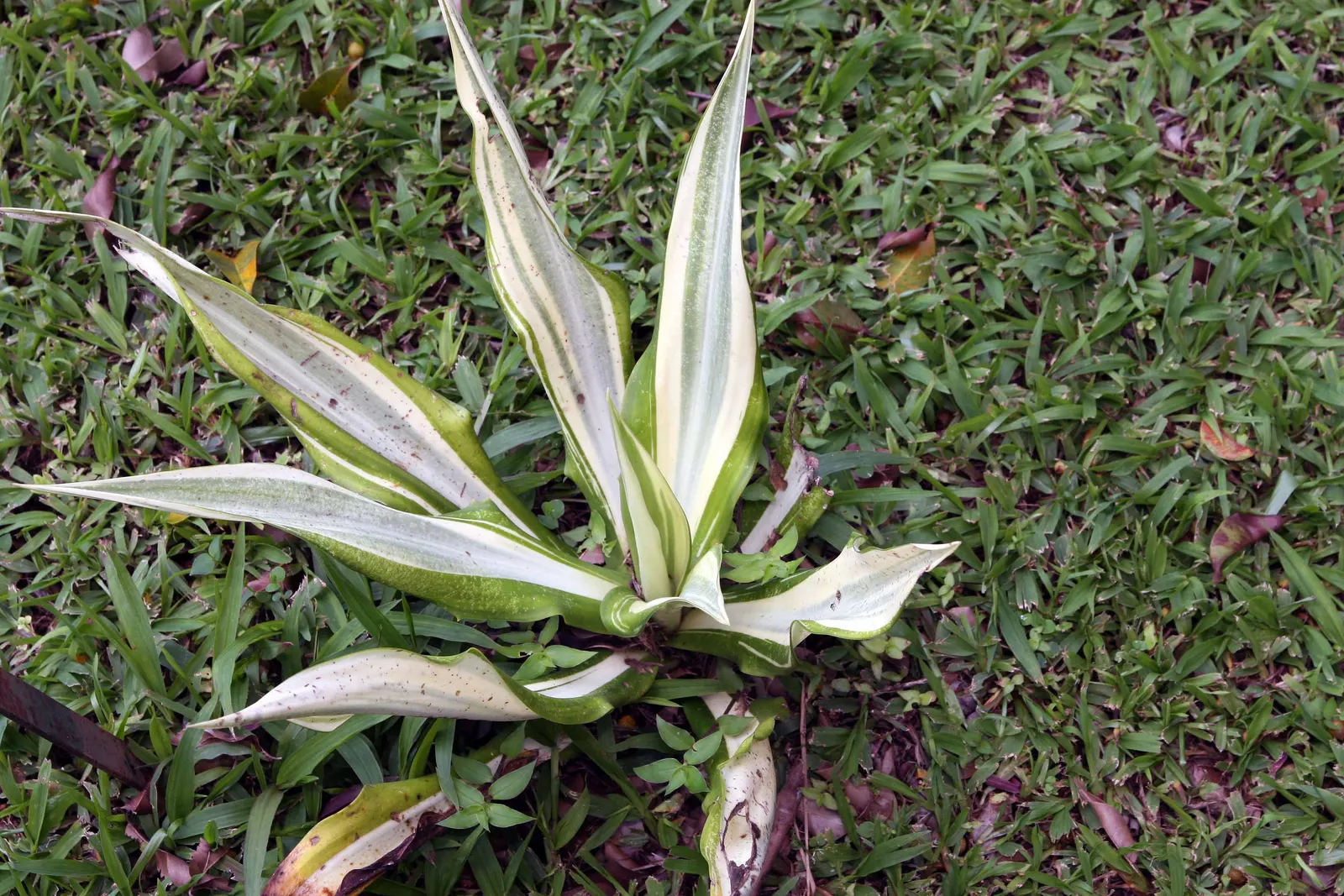 Furcraea Foetida — bell-shaped flowers.<br><br>Upon flowering