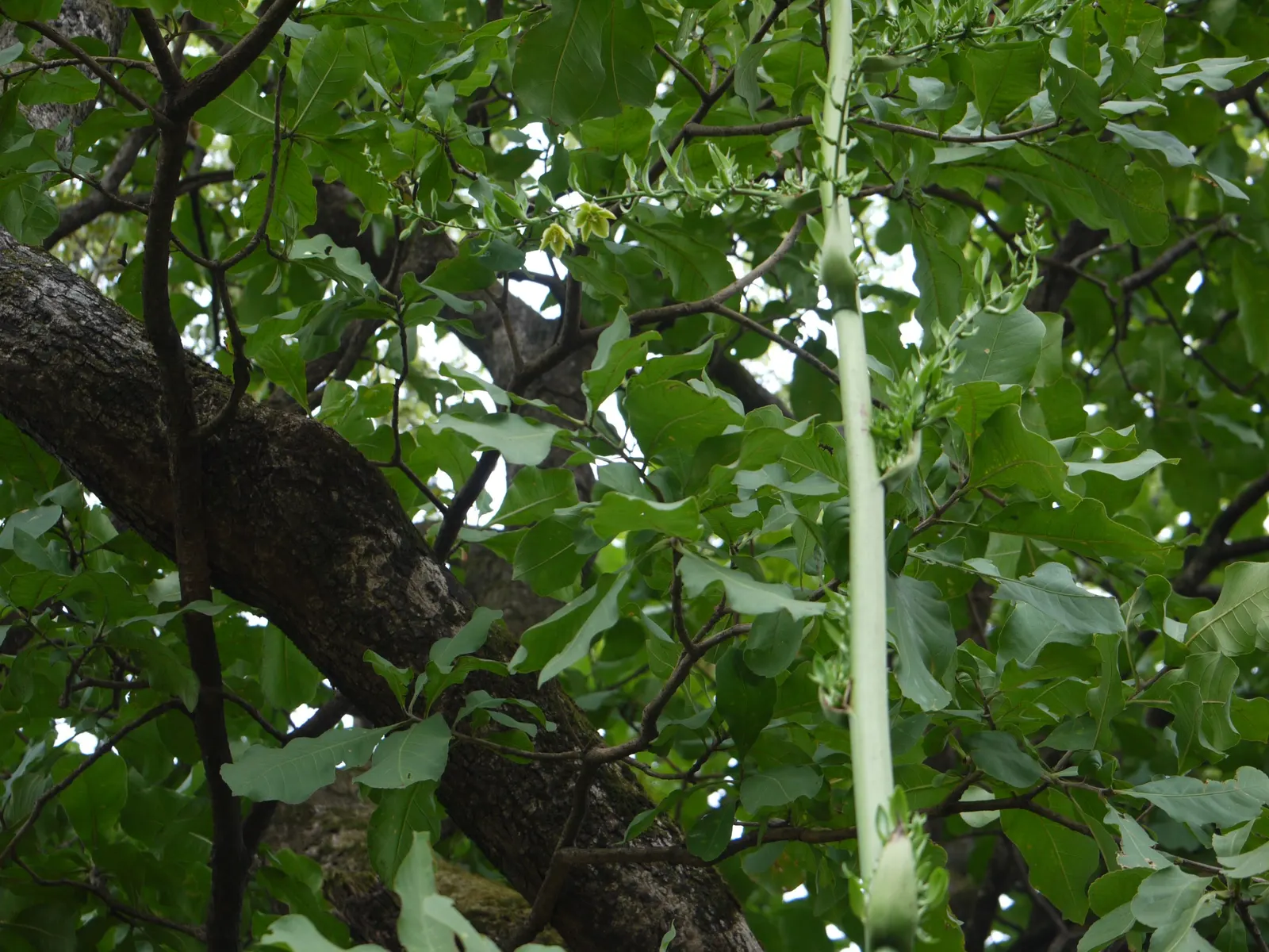 Furcraea Foetida — so it requires ample space to flourish.<br><br>The plant sports a rosette of long; commonly known as Giant Cabuya