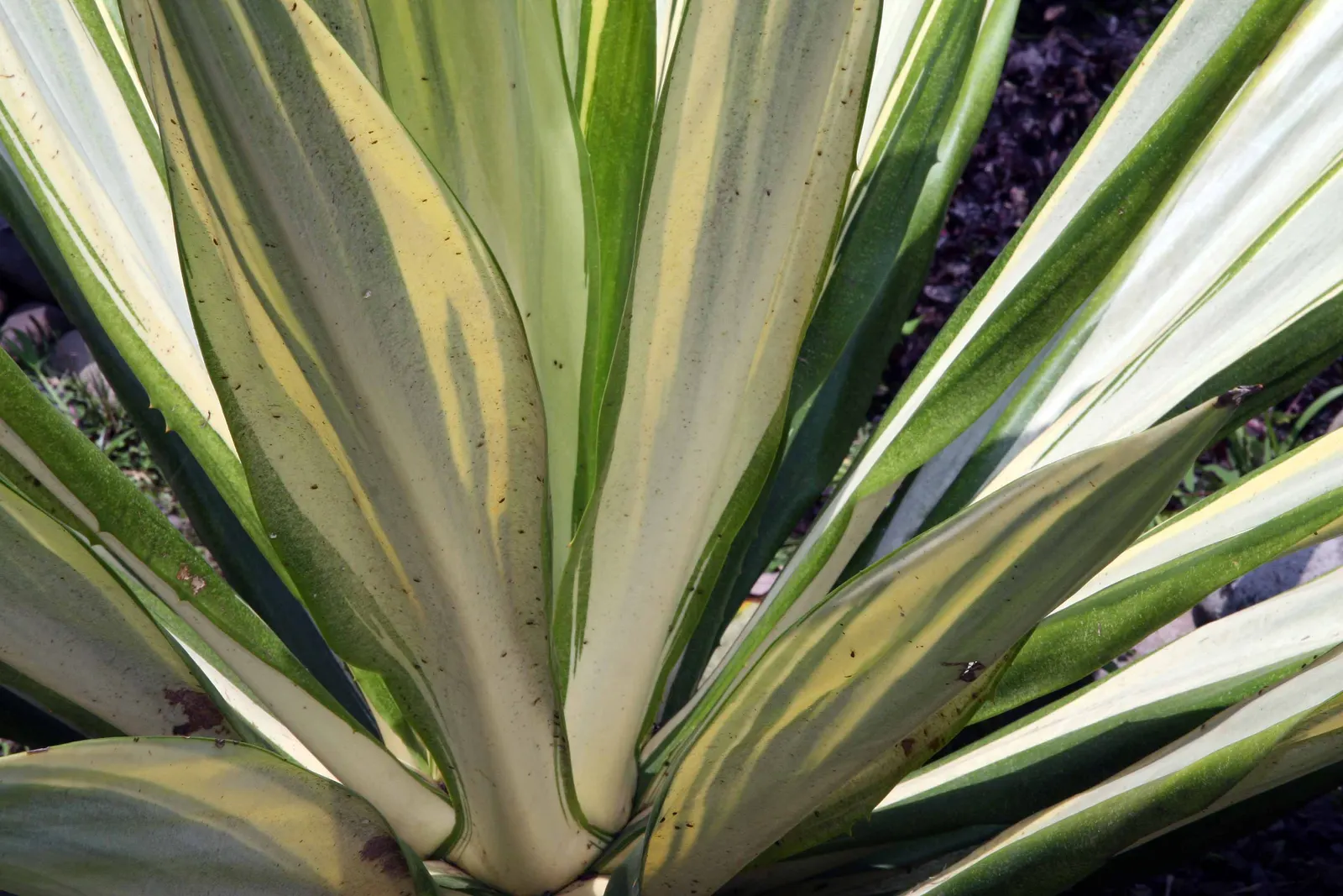 Furcraea Foetida — reaching up to 6 feet in length; bell-shaped flowers.<br><br>Upon flowering, image 61
