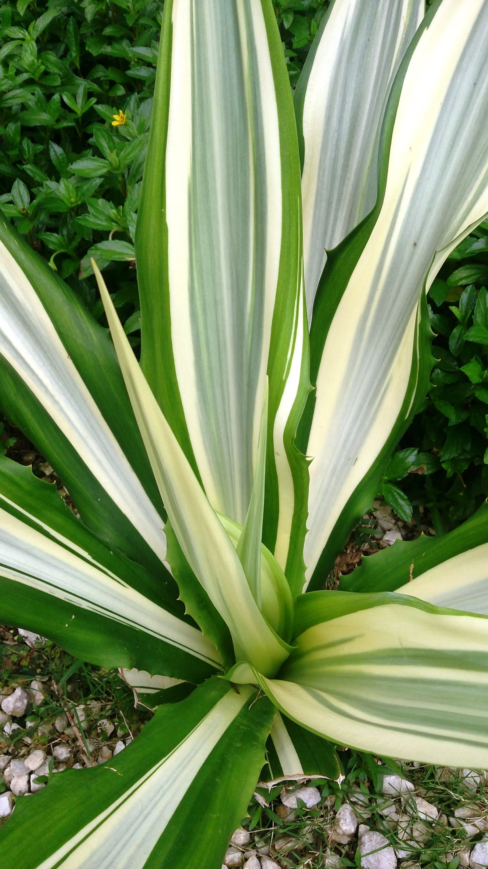 Furcraea Foetida — Native to the Caribbean and northern South America; architectural quality to any landscape design
