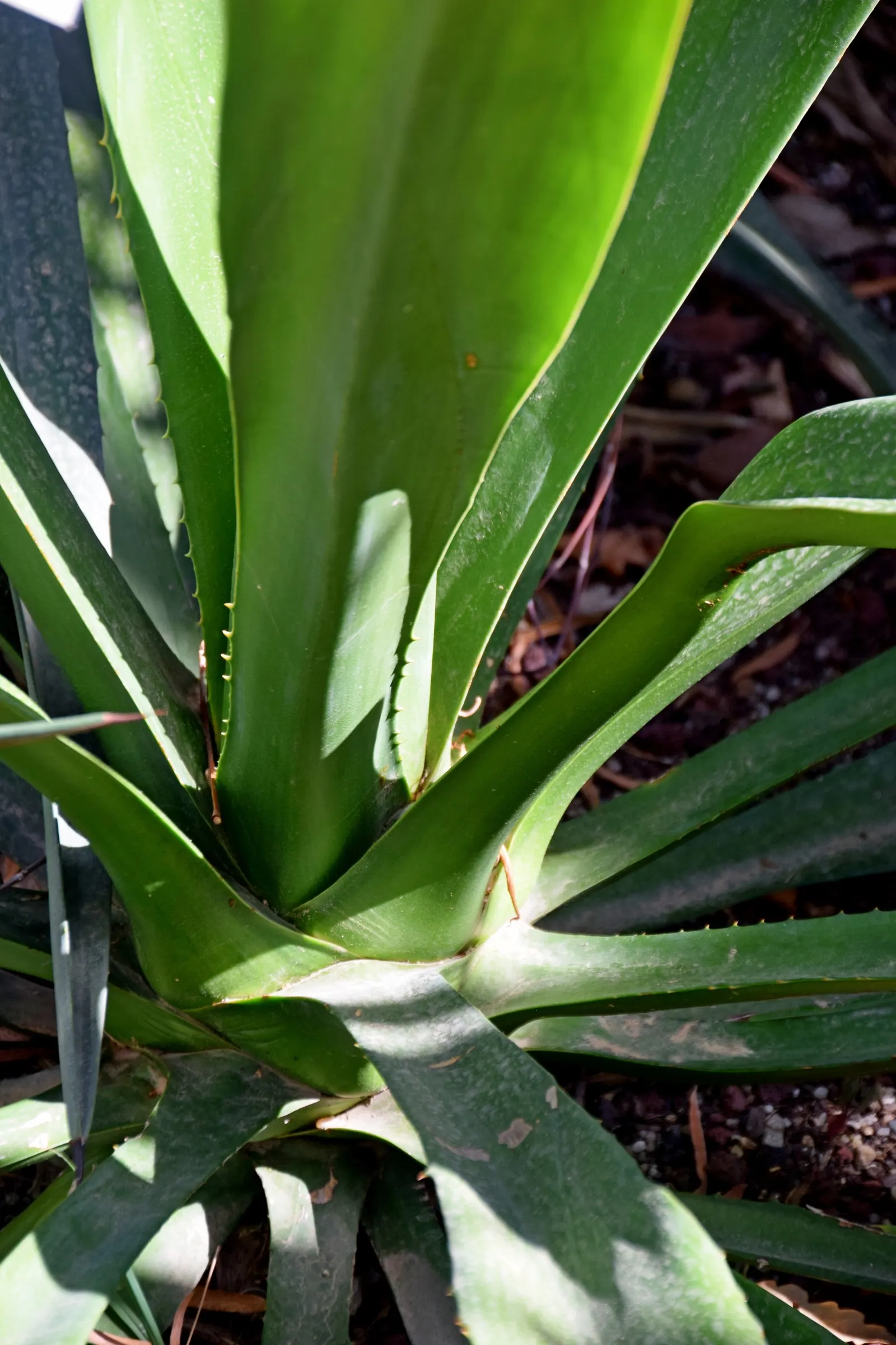 Furcraea Foetida — succulent / tree with white blooms