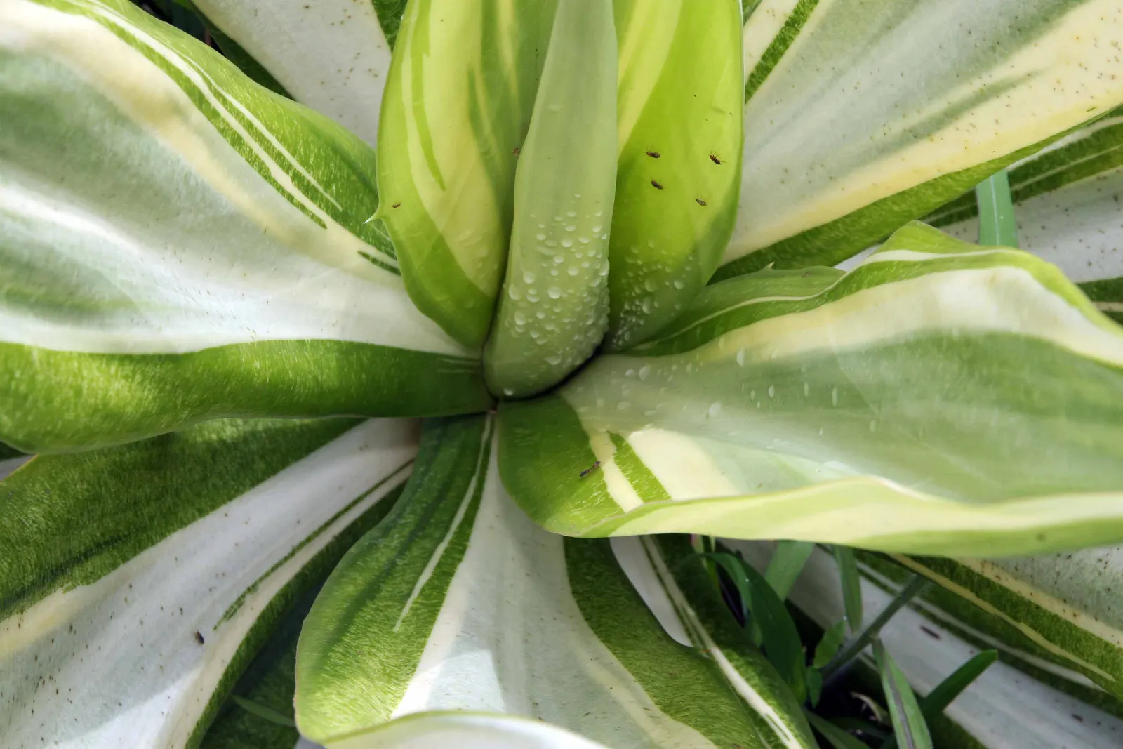 Furcraea Foetida — this impressive species can reach heights of up to 10 feet; furcraea foetida will produce a dramatic flower spike after several years that