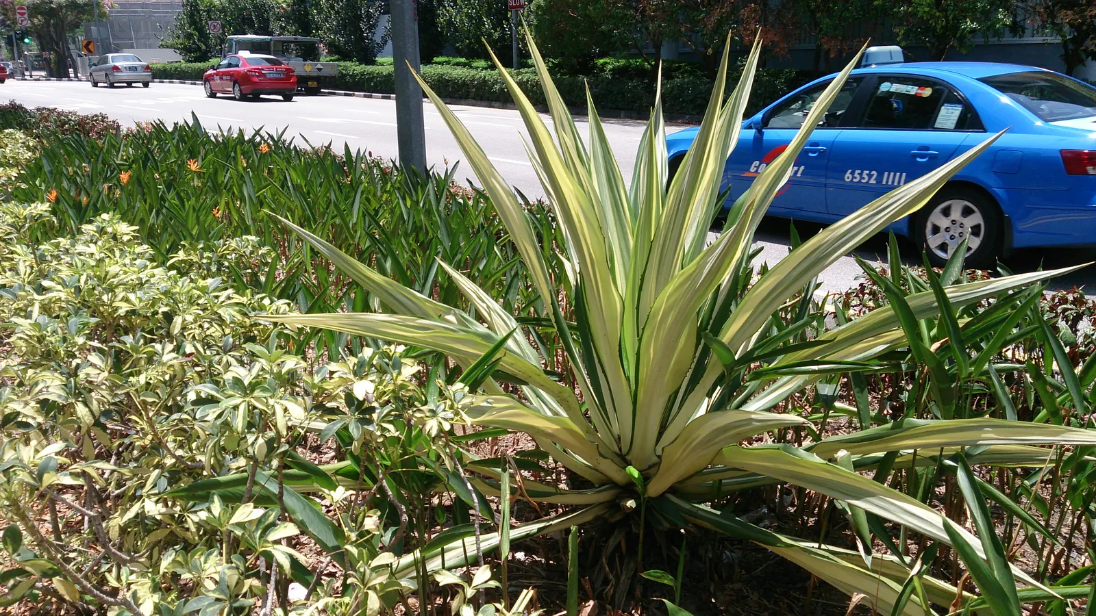 Furcraea Foetida — this impressive species can reach heights of up to 10 feet; furcraea foetida will produce a dramatic flower spike after several, image 69