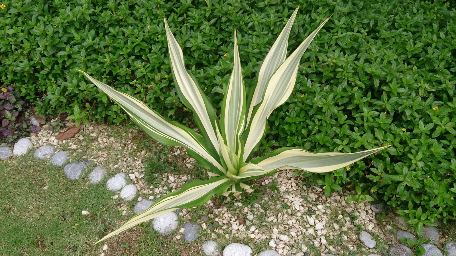 Furcraea Foetida — succulent / tree with white blooms; which may take a decade or more