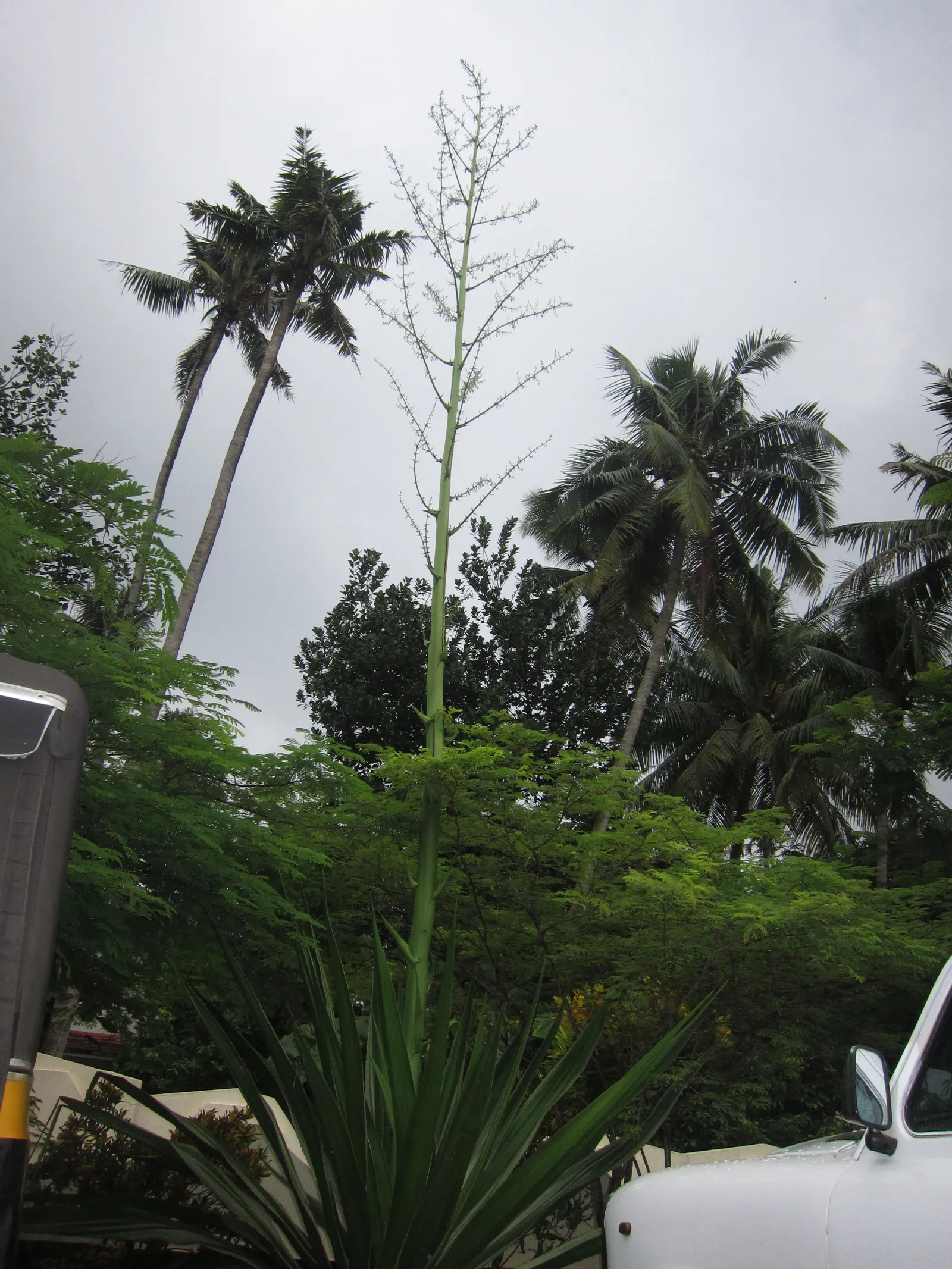Furcraea Foetida — It is highly drought-tolerant once established; so it requires ample space to flourish.<br><br>The plant sports a rosette of long