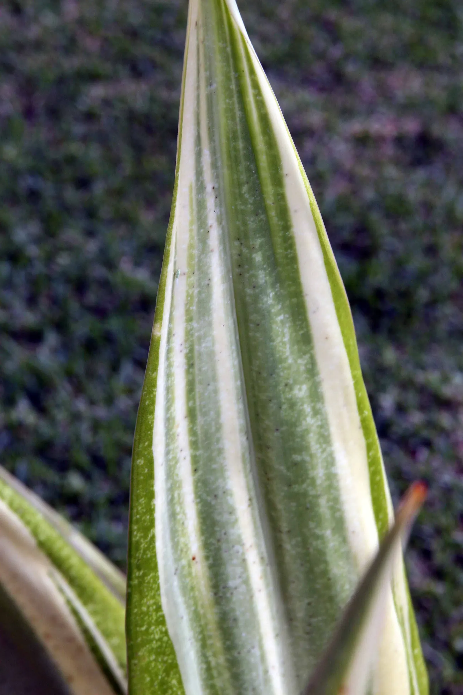 Furcraea Foetida — sword-shaped leaves that can grow up to 6 feet in length and 4 to 6 inches in width; semi-succulent plant that brings a bold