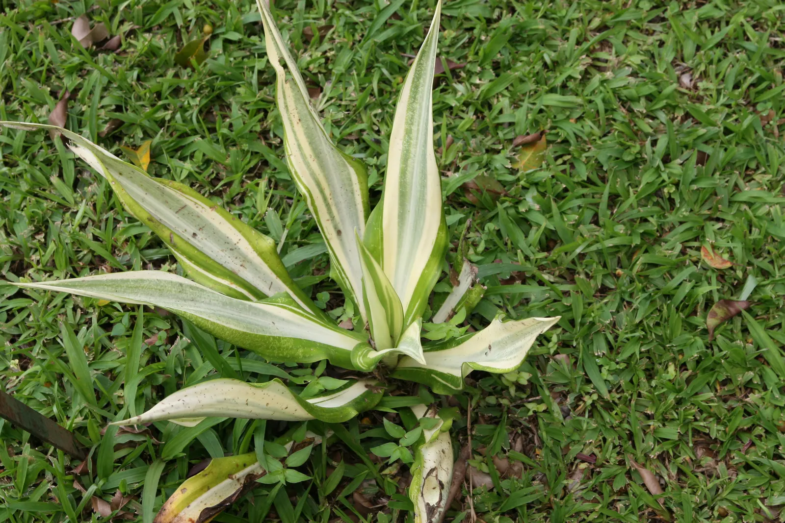 Furcraea Foetida — it makes for a robust addition to both public spaces and private gardens; this architectural plant can grow up to 10 feet tall and equally