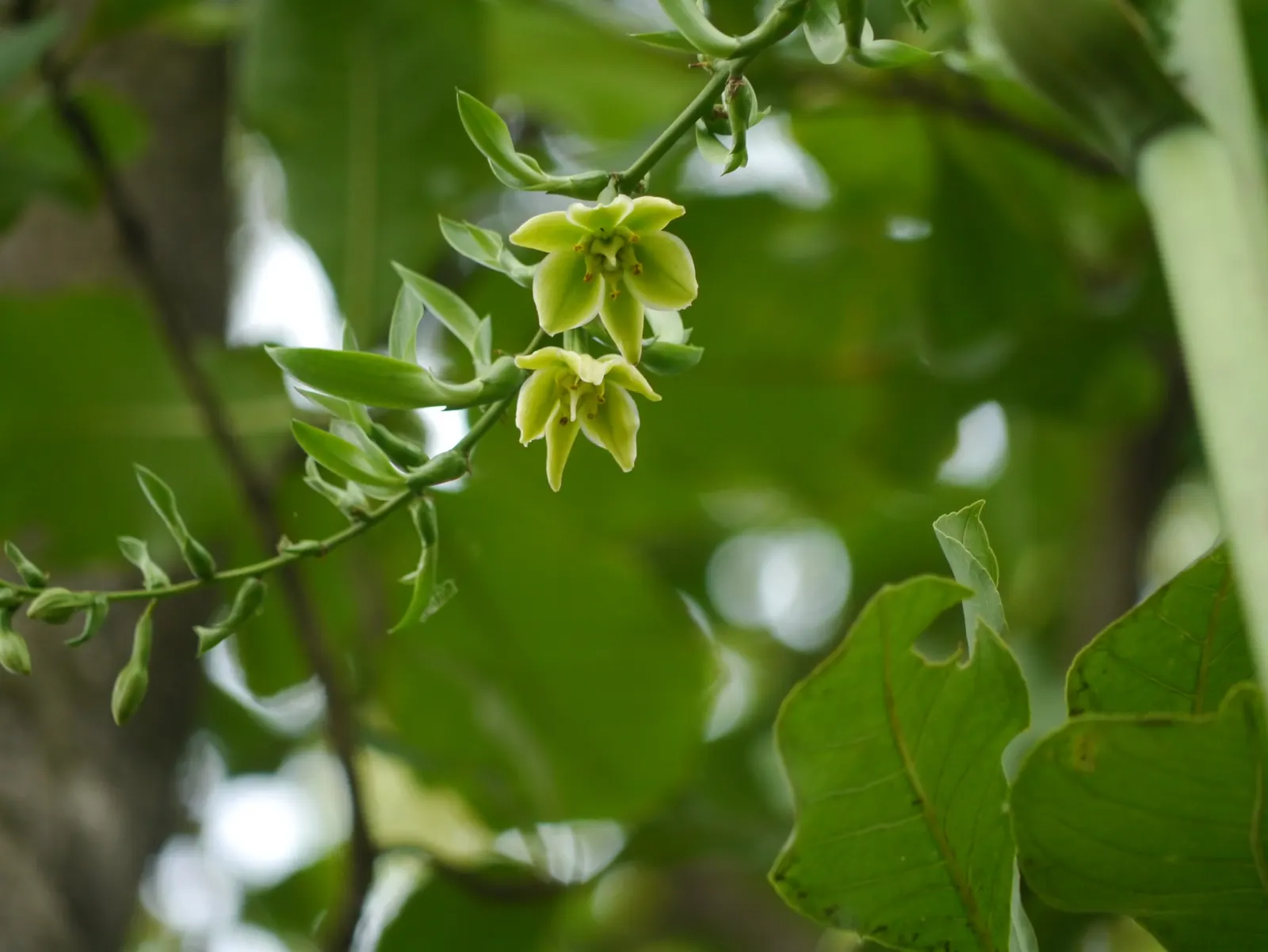 Furcraea Foetida — architectural quality to any landscape design; succulent plant with a stunning rosette of sword-shaped leaves