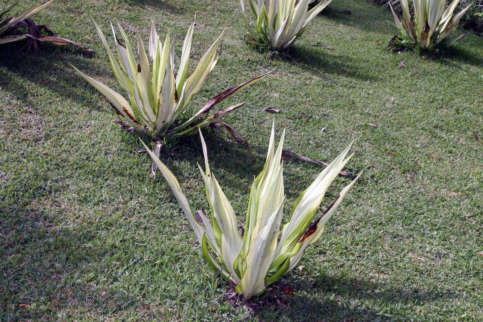 Furcraea Foetida — commonly known as Giant Cabuya