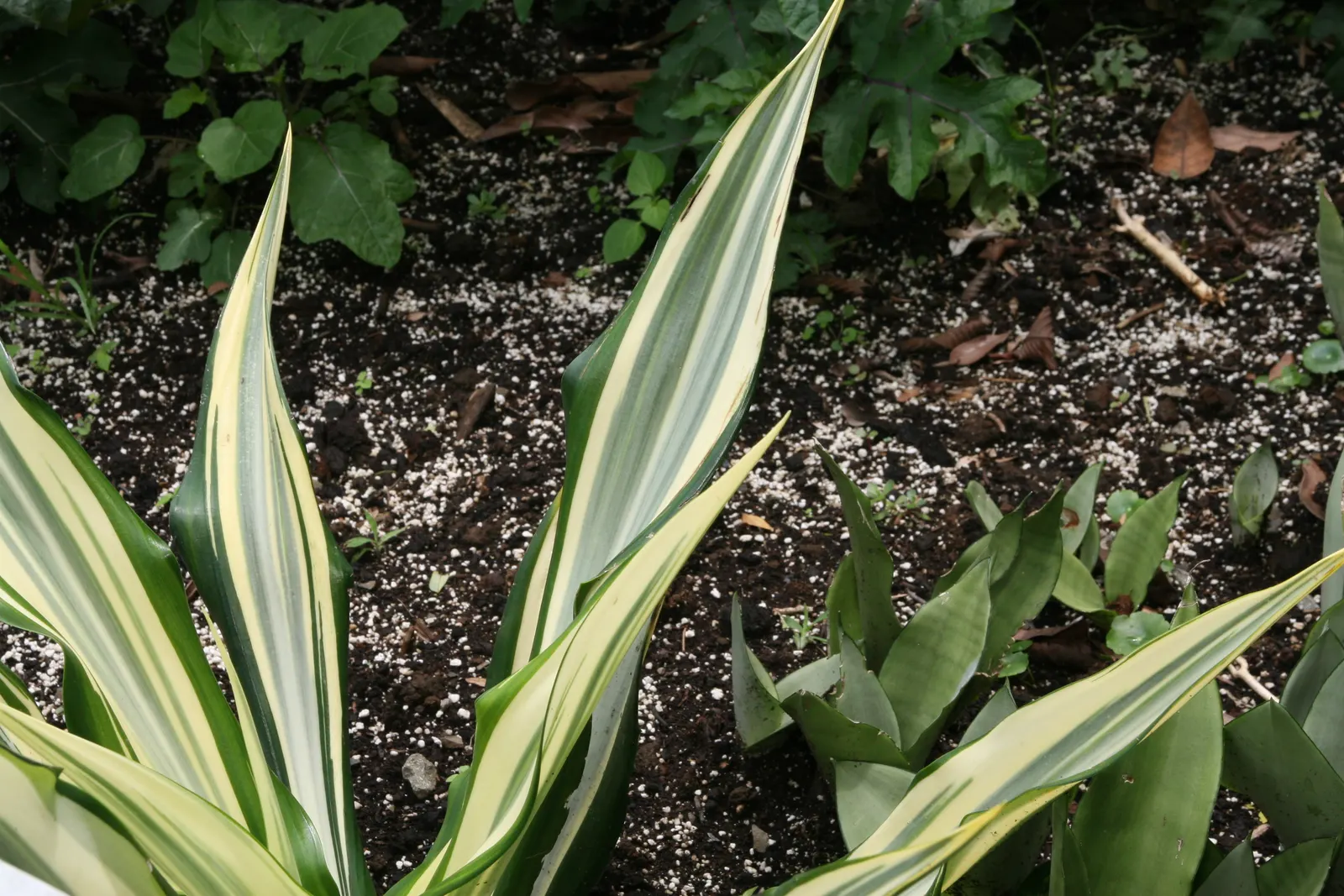 Furcraea Foetida — which may take a decade or more; sword-shaped leaves that can grow up to 6 feet in length and 4 to 6 inches in width