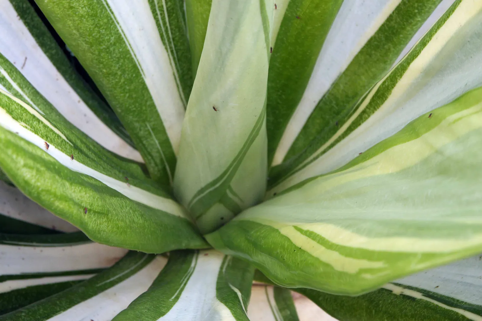 Furcraea Foetida — Furcraea foetida will produce a dramatic flower spike after several years that can reach upwards of 20 feet