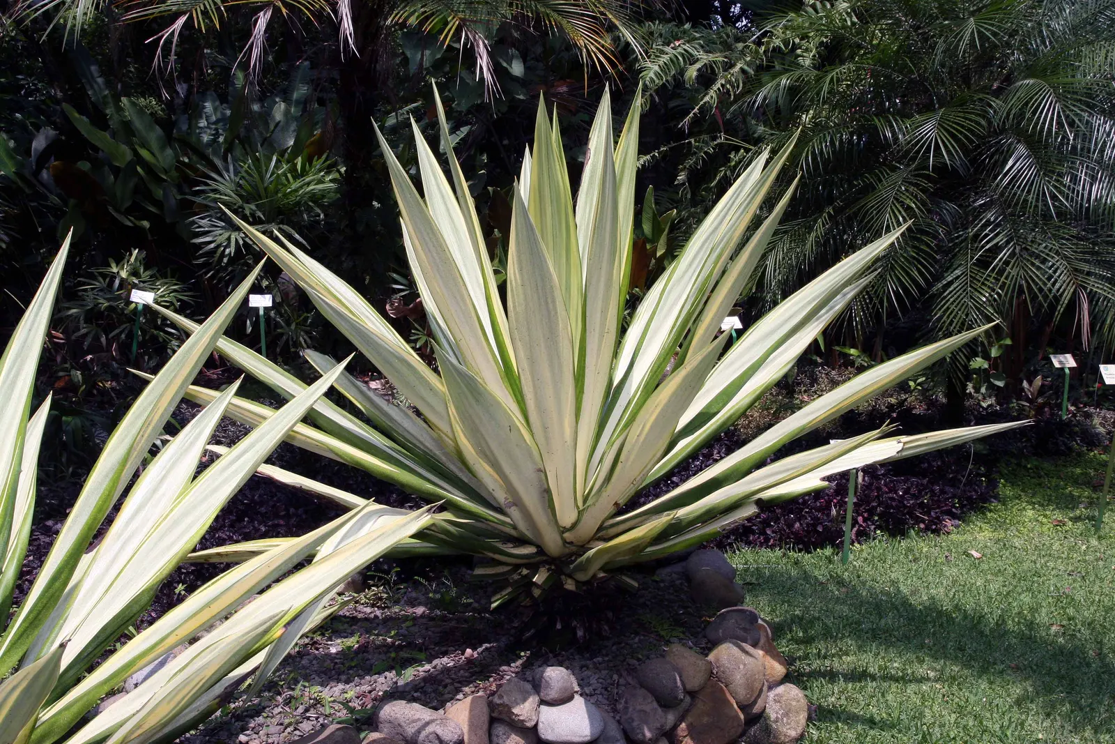 Furcraea Foetida — commonly referred to as Giant Cabuya or Mauritius Hemp