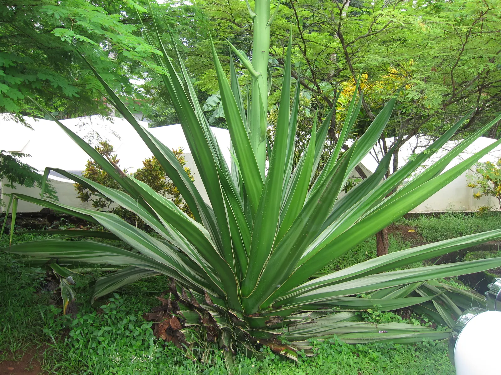Furcraea Foetida — architectural quality to any landscape design; succulent plant with a stunning rosette of sword-shaped leaves, image 67