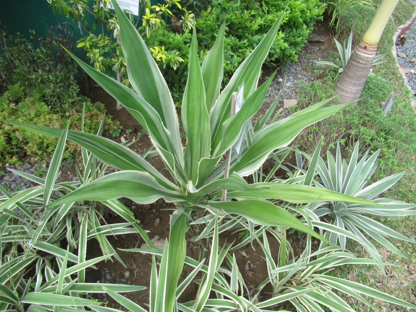 Furcraea Foetida — with a spread of 6 to 8 feet upon maturity