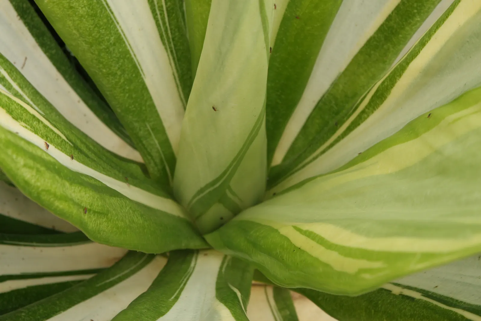 Furcraea Foetida — it makes for a robust addition to both public spaces and private gardens