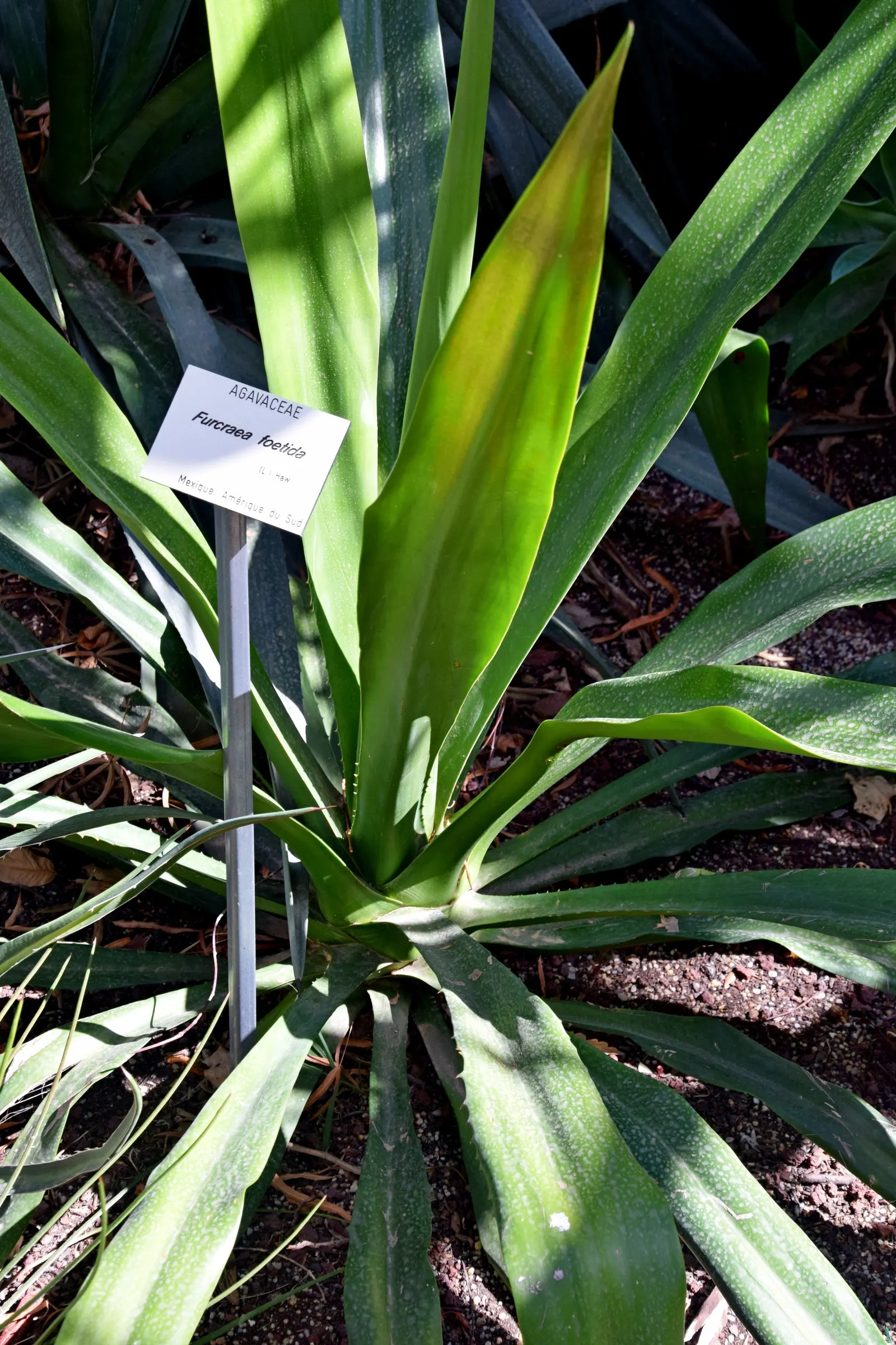 Furcraea Foetida — reaching up to 6 feet in length; bell-shaped flowers.<br><br>Upon flowering