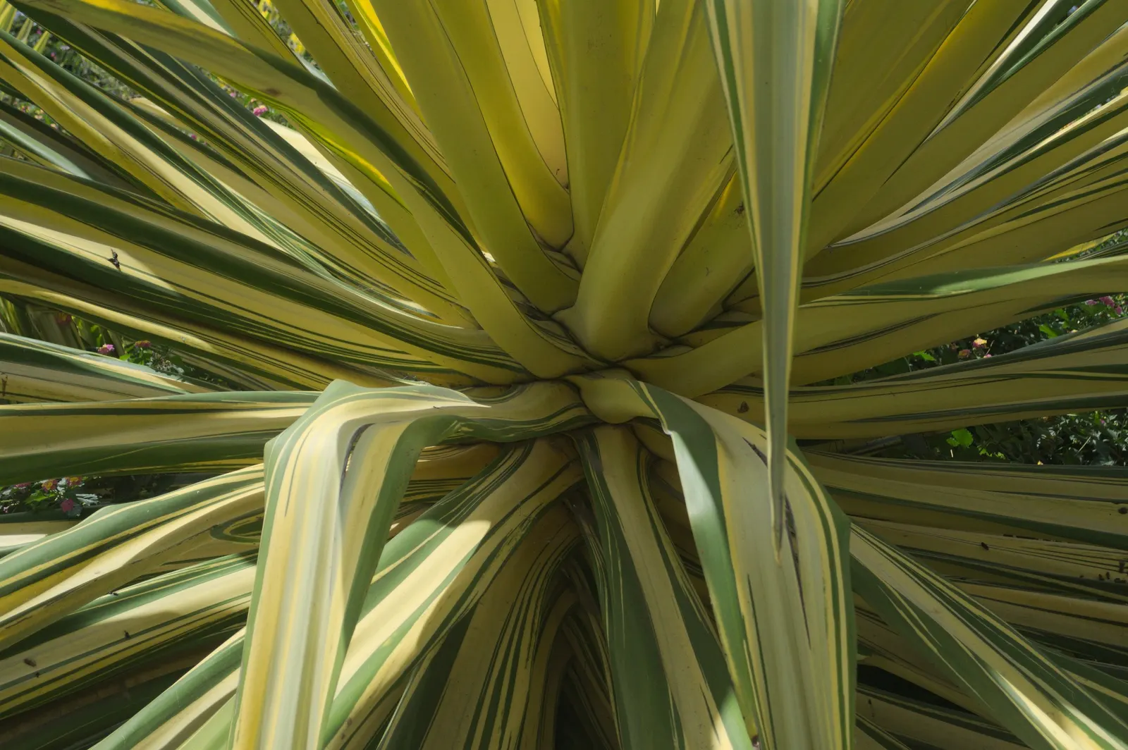 Furcraea Foetida — the plant is triggered to produce numerous plantlets; typically resulting in the main plant's death
