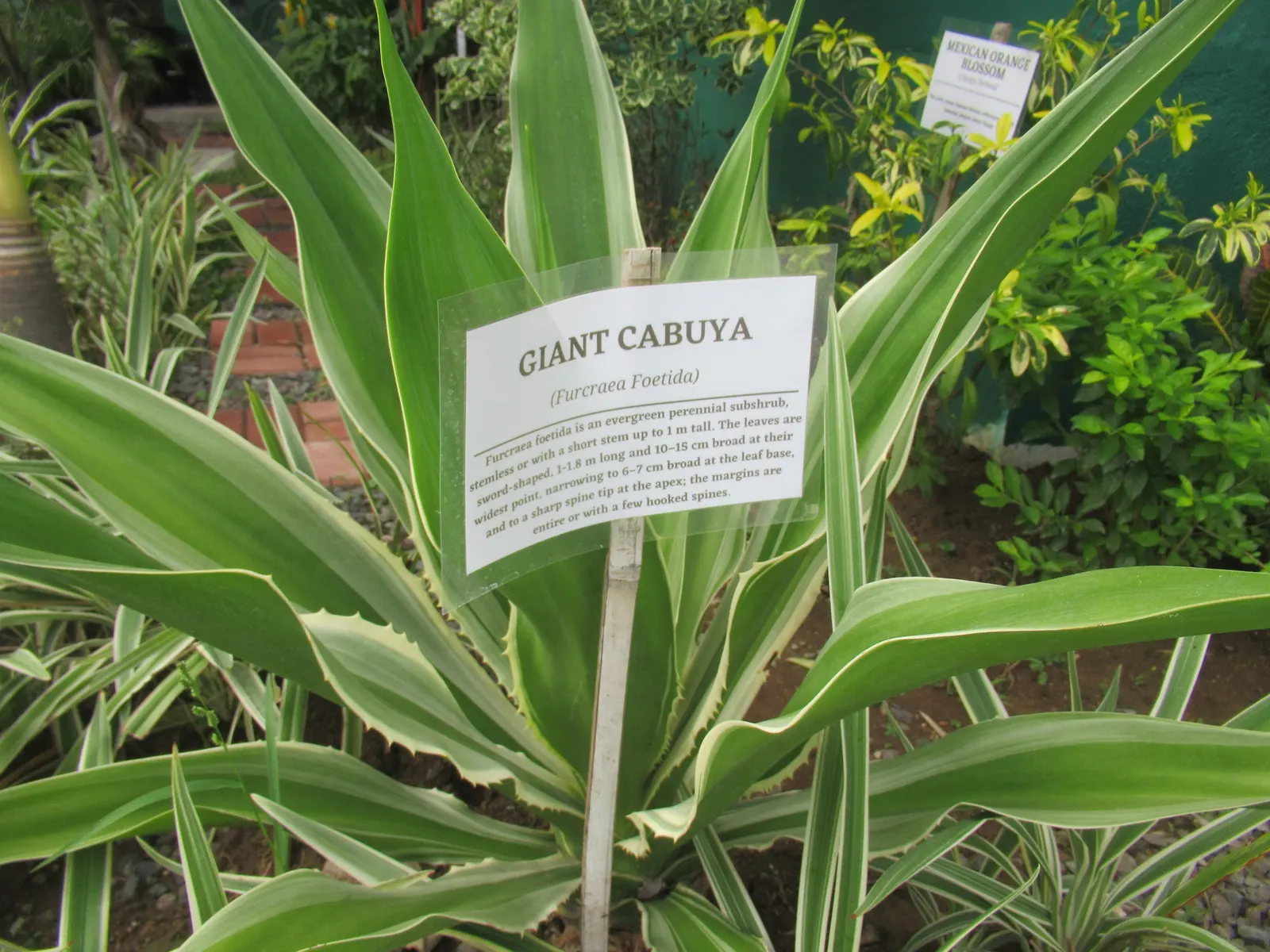 Furcraea Foetida — sword-shaped leaves that can grow up to 6 feet in length and 4 to 6 inches in width