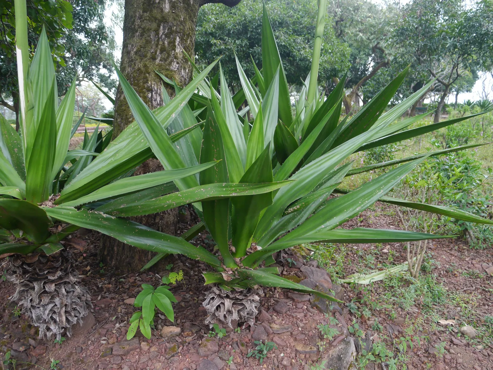 Furcraea Foetida — with a spread of 6 to 8 feet upon maturity; it is highly drought-tolerant once established, image 70