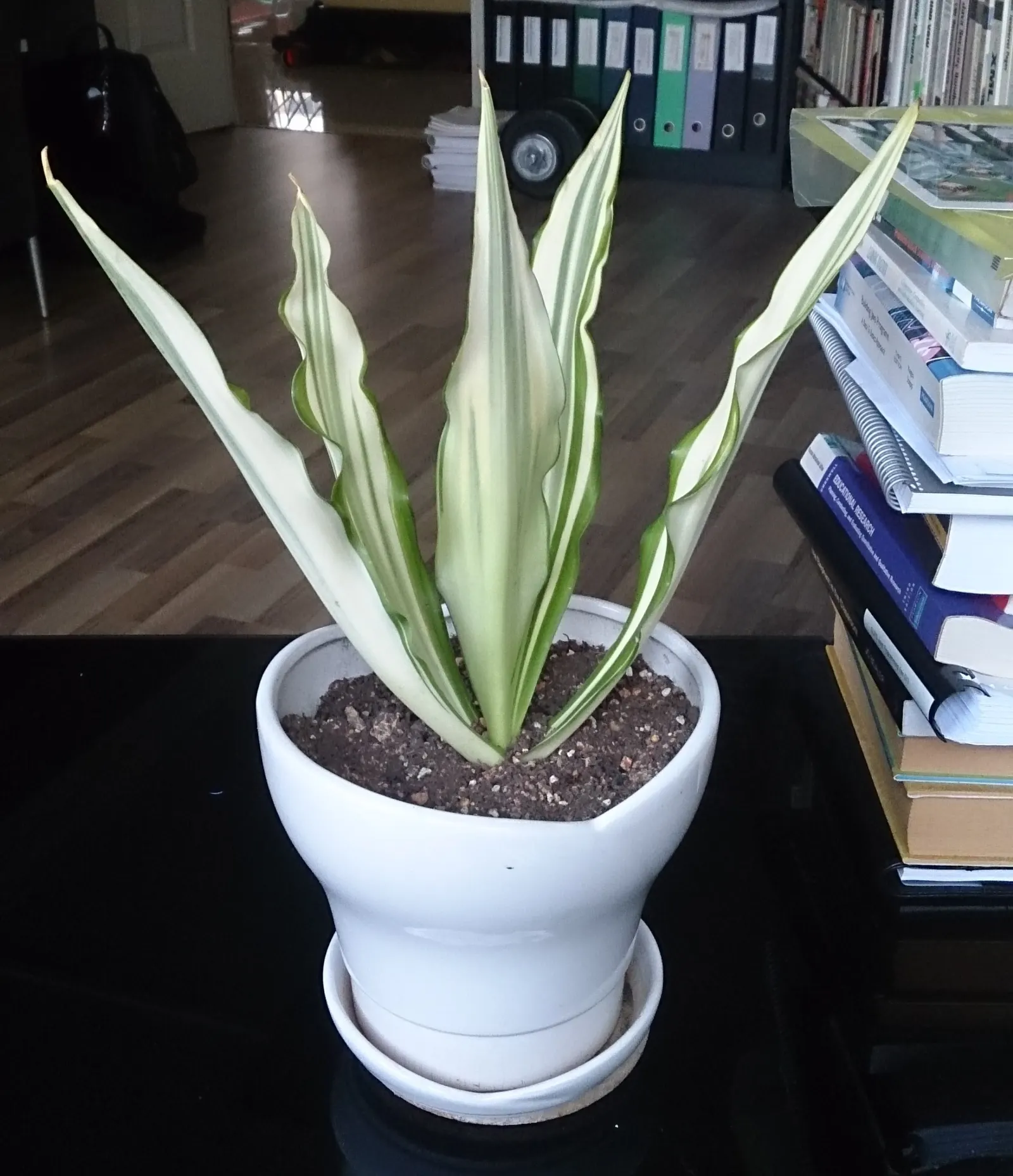 Furcraea Foetida — semi-succulent plant that brings a bold; making it a low-maintenance option particularly suited for xeriscaping or arid coastal, image 66