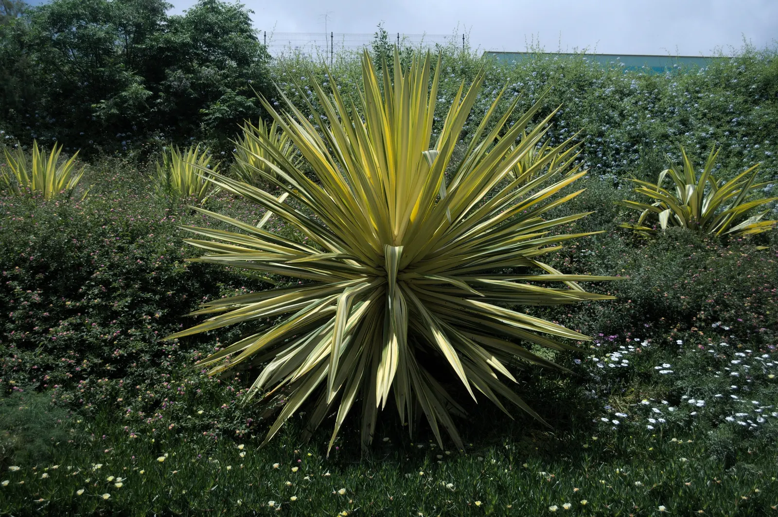 Furcraea Foetida — succulent / tree for full or half; it makes for a robust addition to both public spaces and private gardens