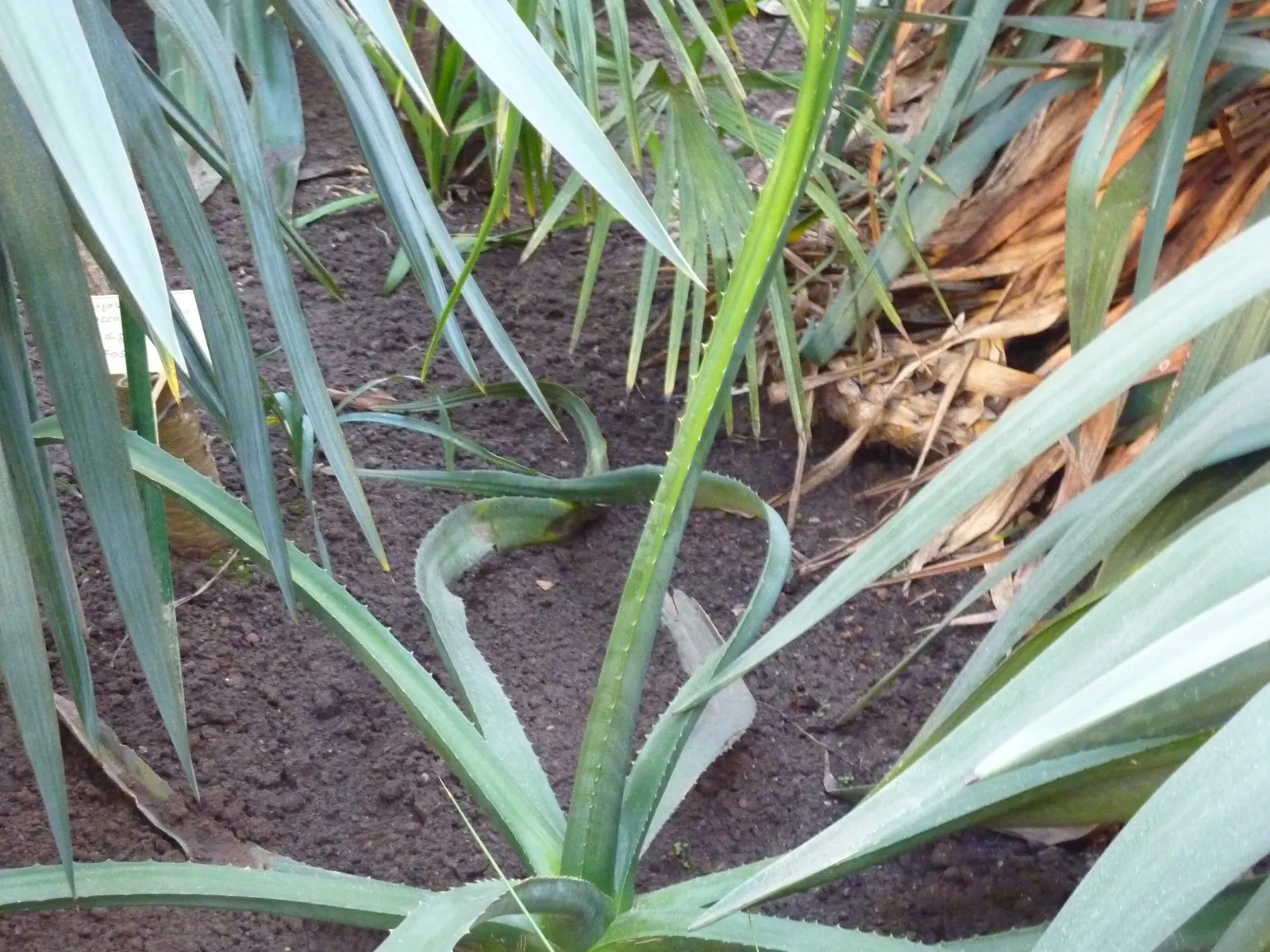 Furcraea Foetida — so it requires ample space to flourish.<br><br>The plant sports a rosette of long