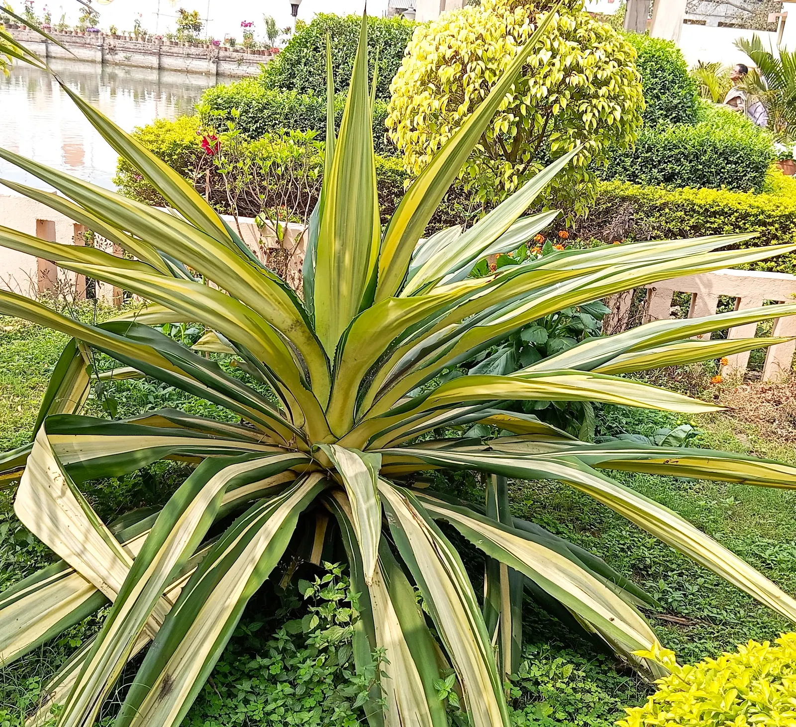 Furcraea Foetida — This architectural plant can grow up to 10 feet tall and equally wide; reaching up to 6 feet in length, image 63