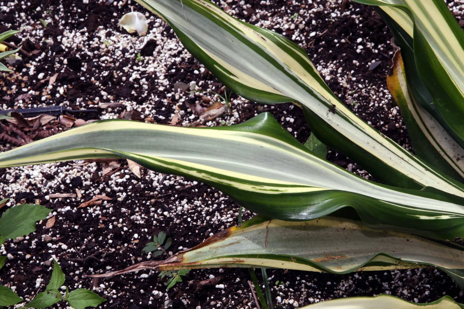 Furcraea Foetida — the plant is triggered to produce numerous plantlets