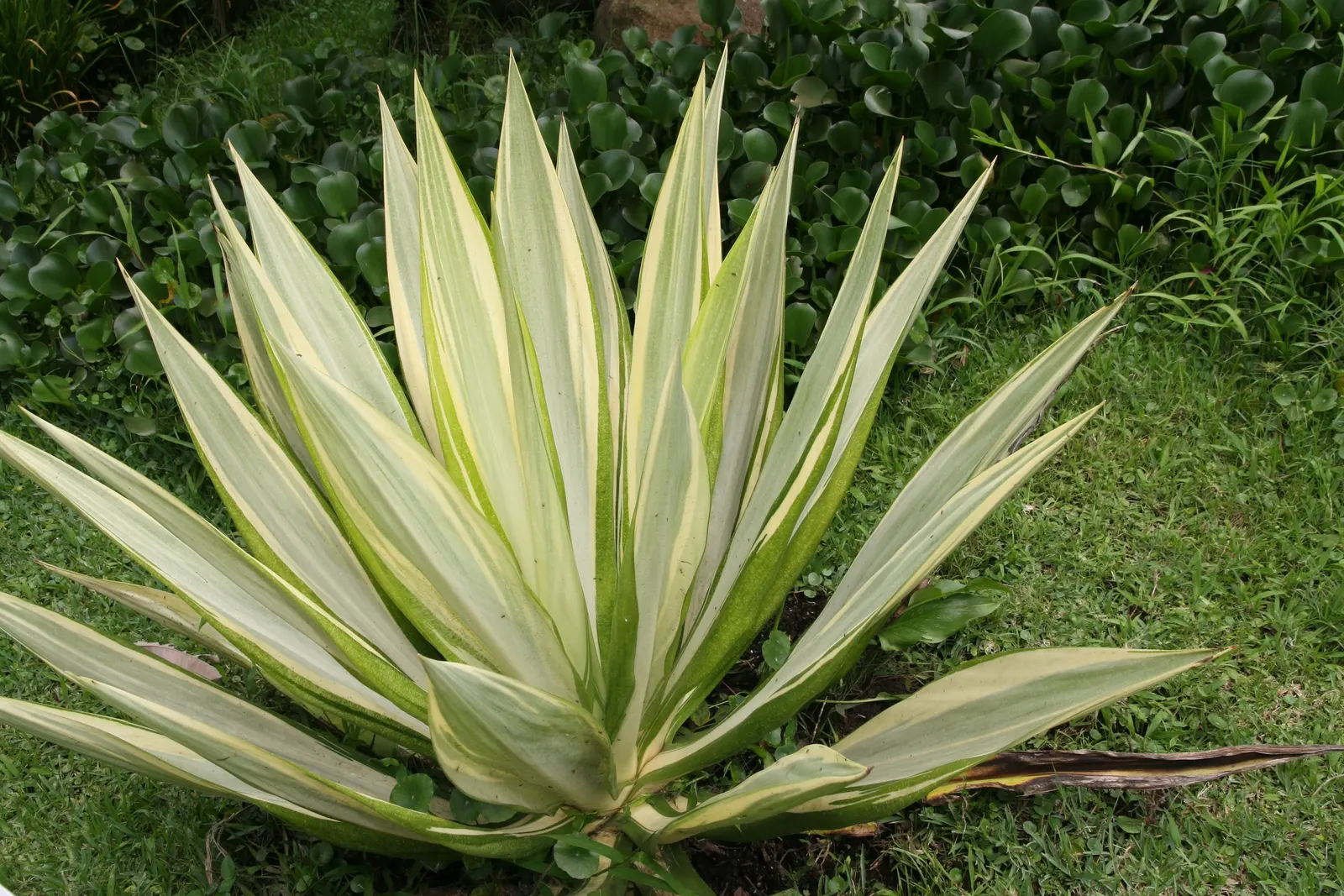 Furcraea Foetida — While generally slow-growing, image 73