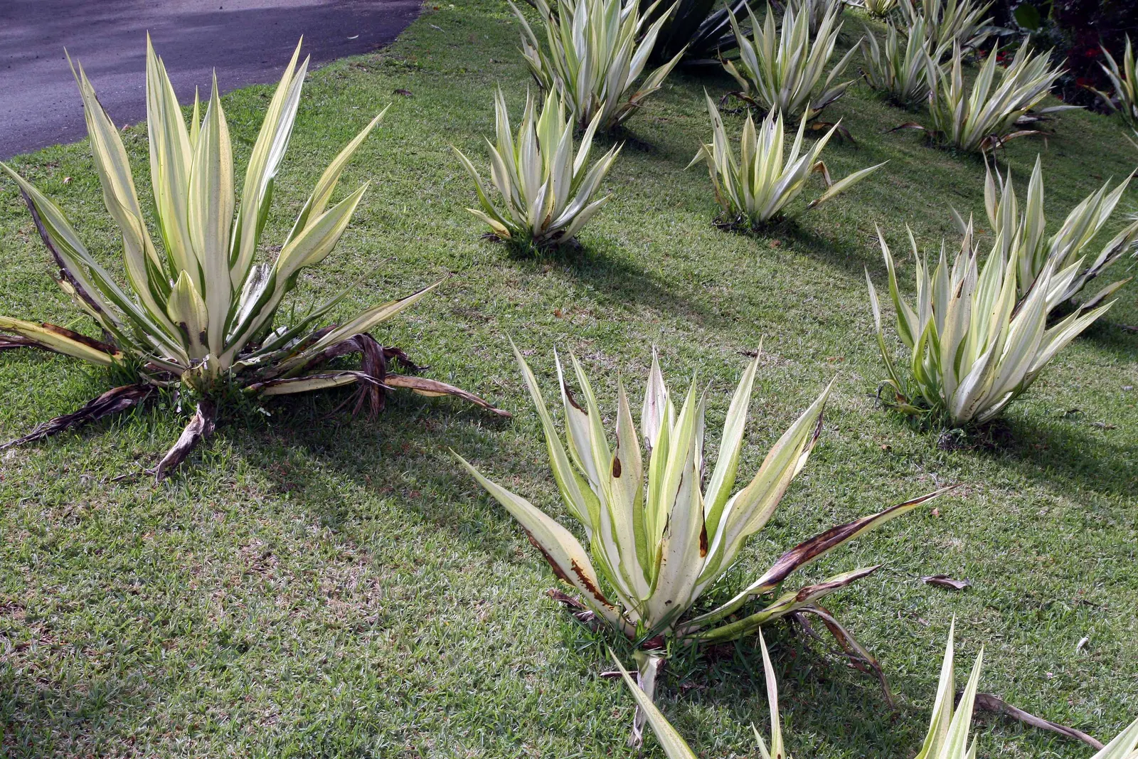 Furcraea Foetida — Native to the Caribbean and northern South America; architectural quality to any landscape design, image 68