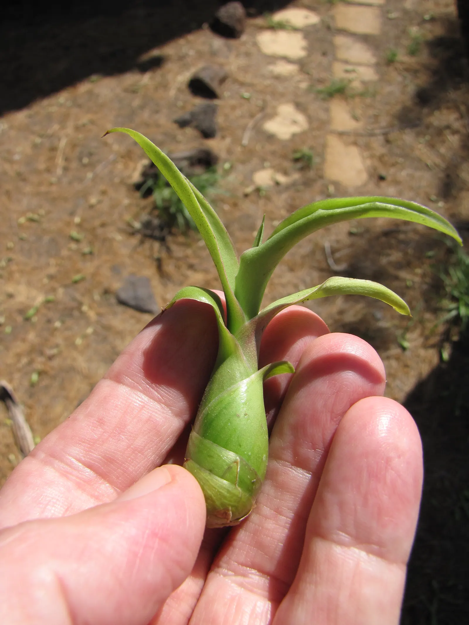 Furcraea Foetida — which may take a decade or more