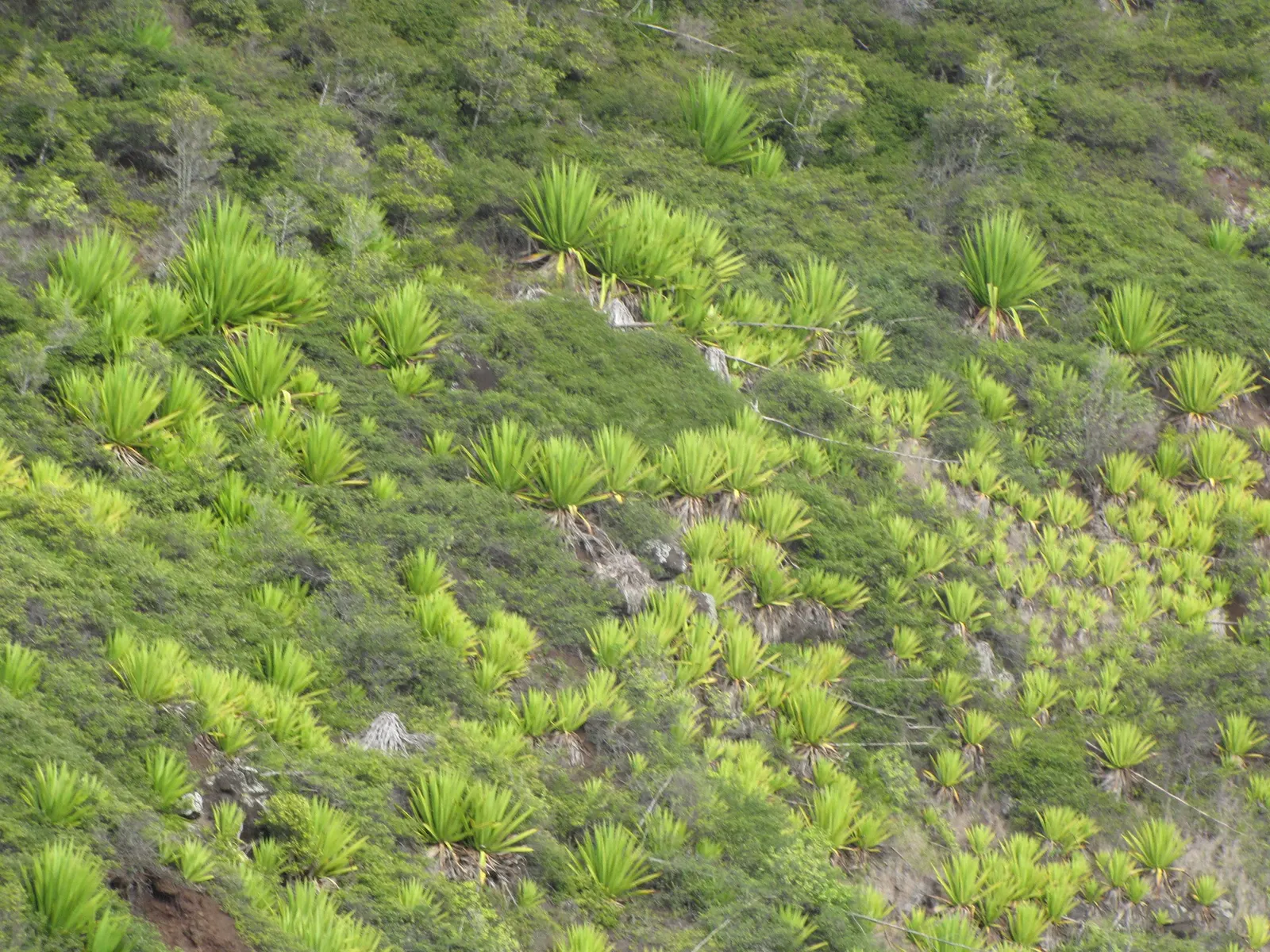Furcraea Foetida — As it is generally resistant to pests and diseases