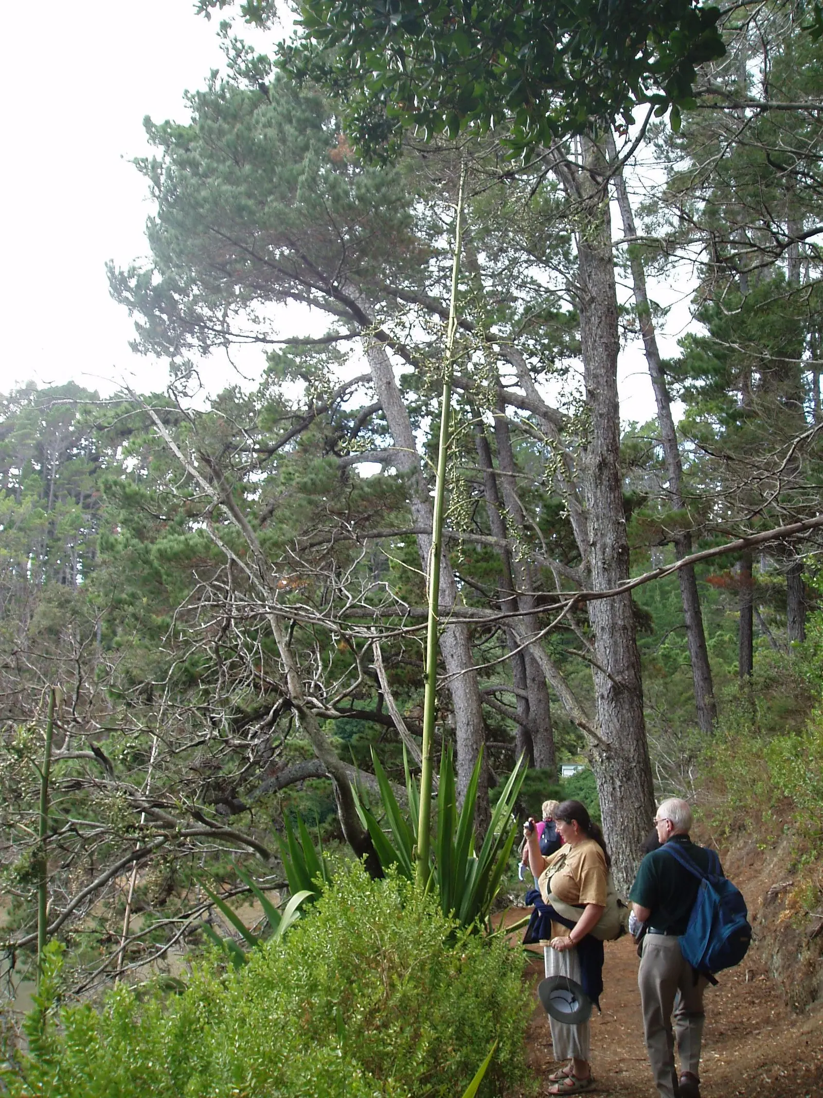 Furcraea Foetida — This architectural plant can grow up to 10 feet tall and equally wide; reaching up to 6 feet in length