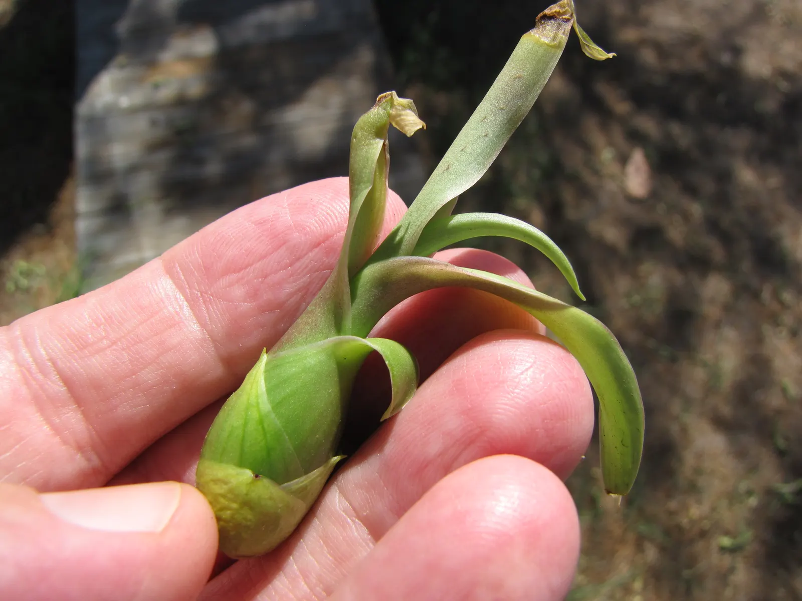 Furcraea Foetida — reaching up to 6 feet in length