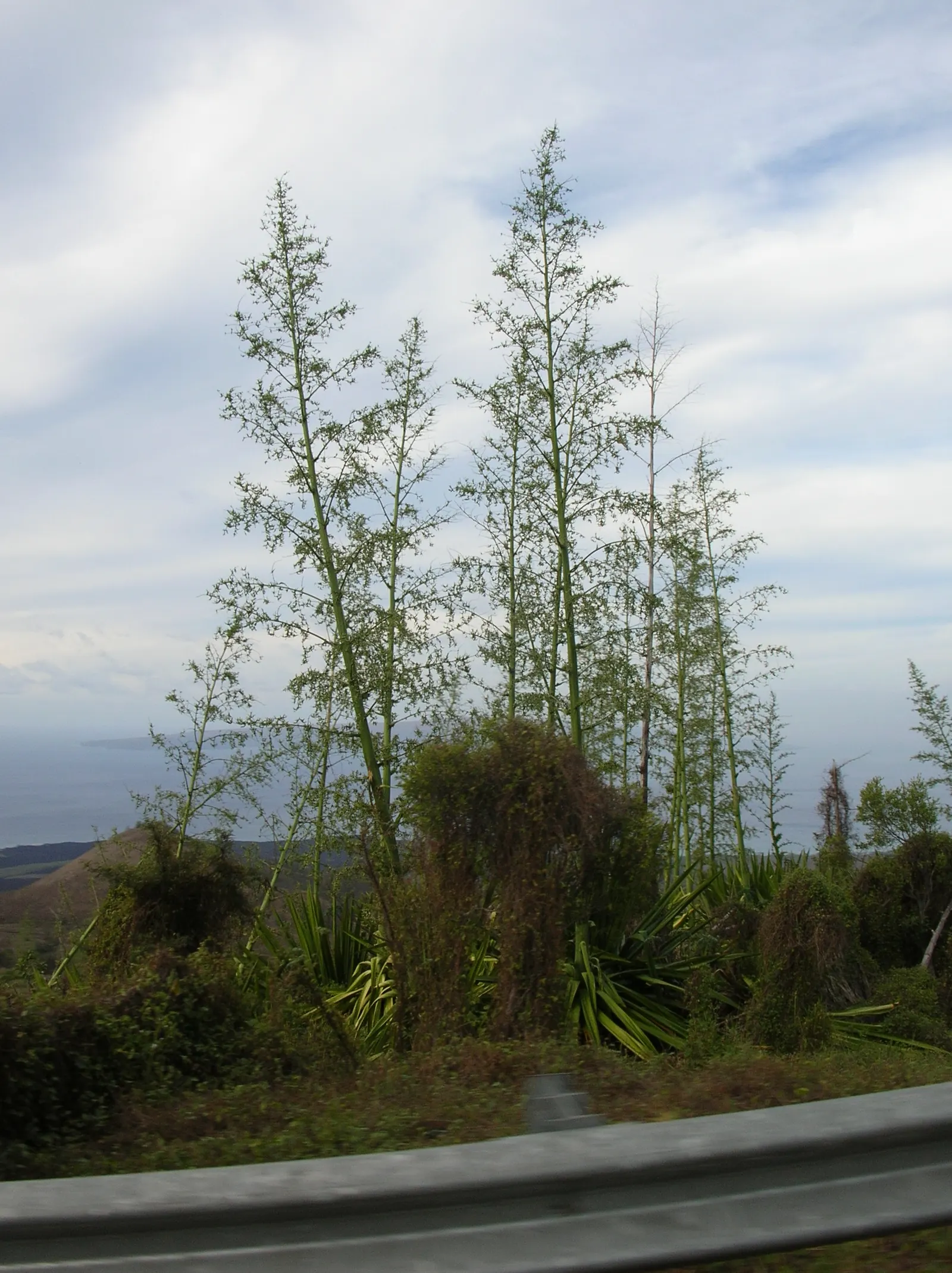 Furcraea Foetida — commonly known as Giant Cabuya; a drought-tolerant species ideal for xeriscaping, it thrives in full sun to partial shade