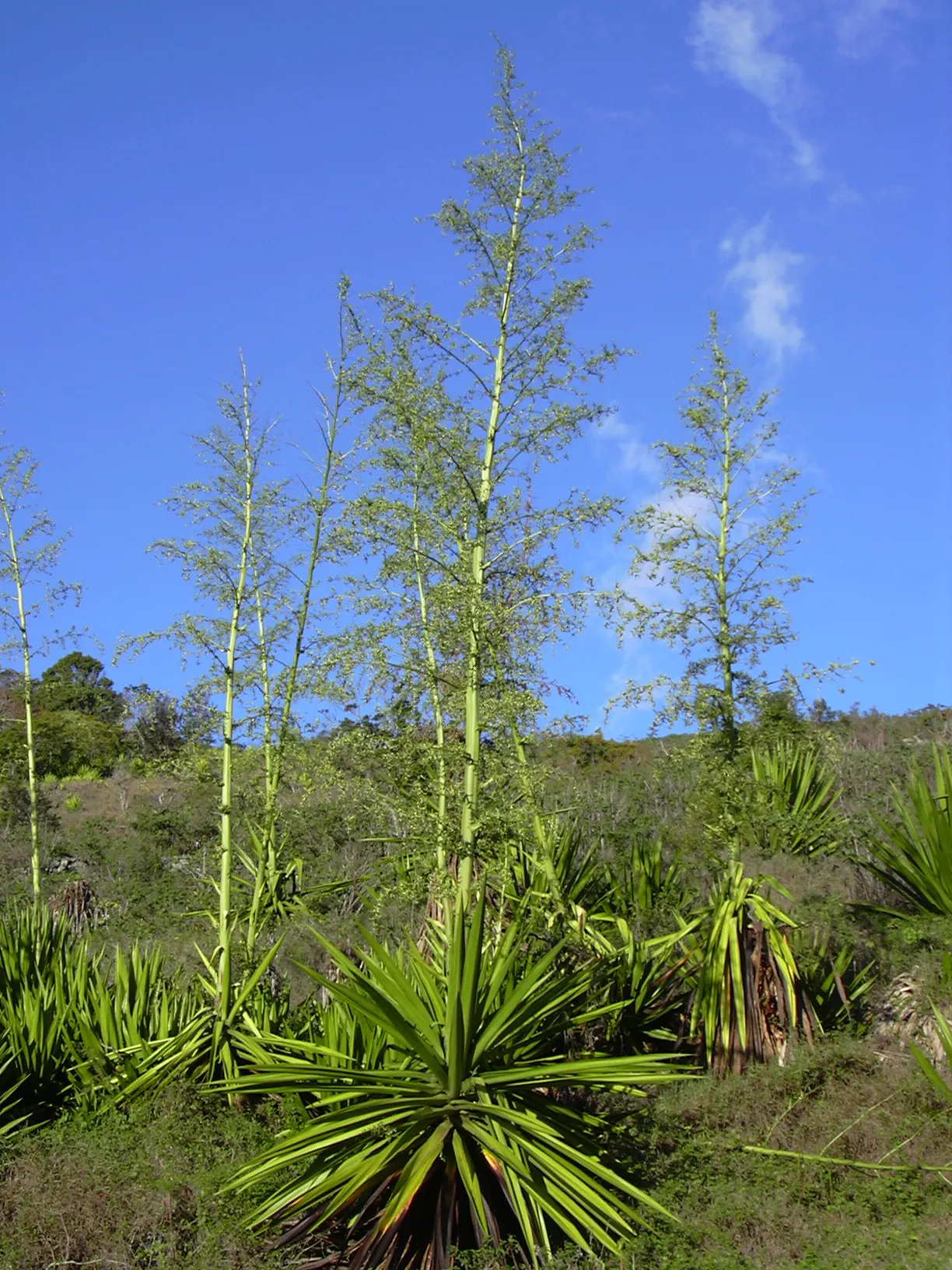 Furcraea Foetida — displaying clusters of greenish-white