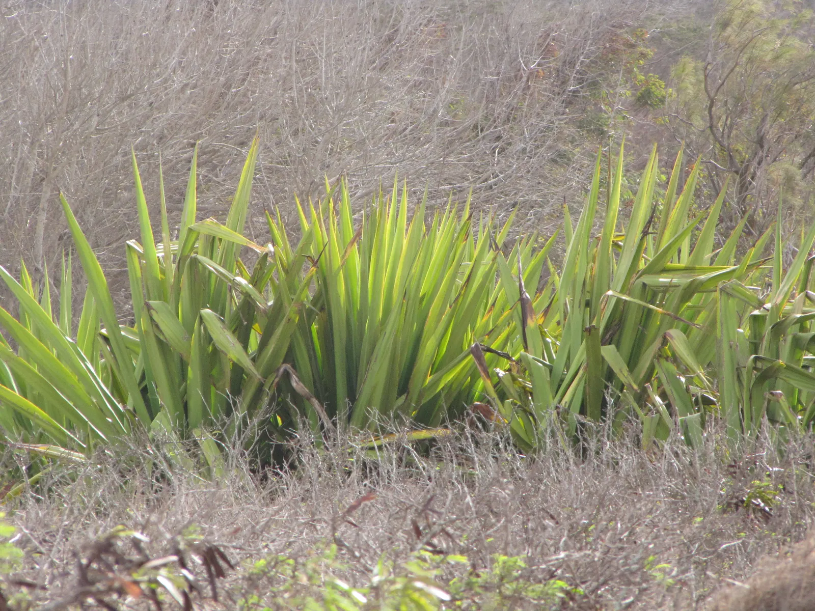 Furcraea Foetida — Furcraea foetida will produce a dramatic flower spike after several years that can reach upwards of 20 feet; these offsets can, image 74