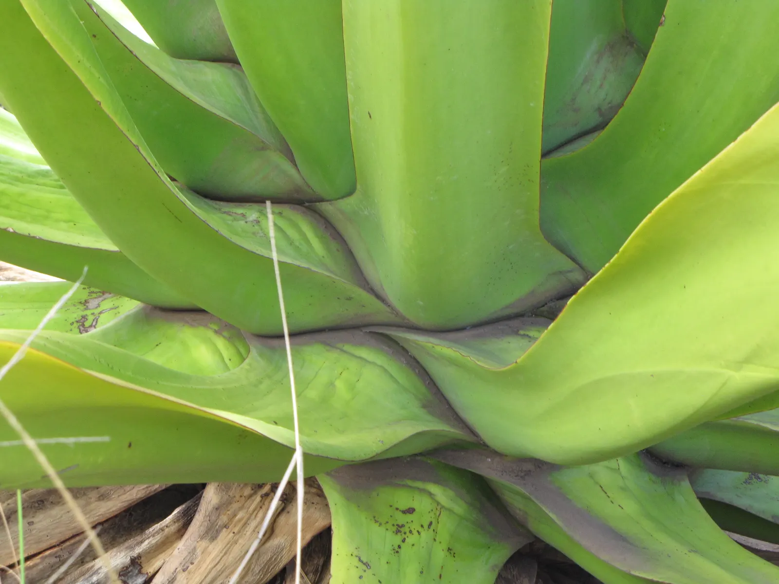 Furcraea Foetida — so it requires ample space to flourish.<br><br>The plant sports a rosette of long; commonly known as Giant Cabuya, image 71