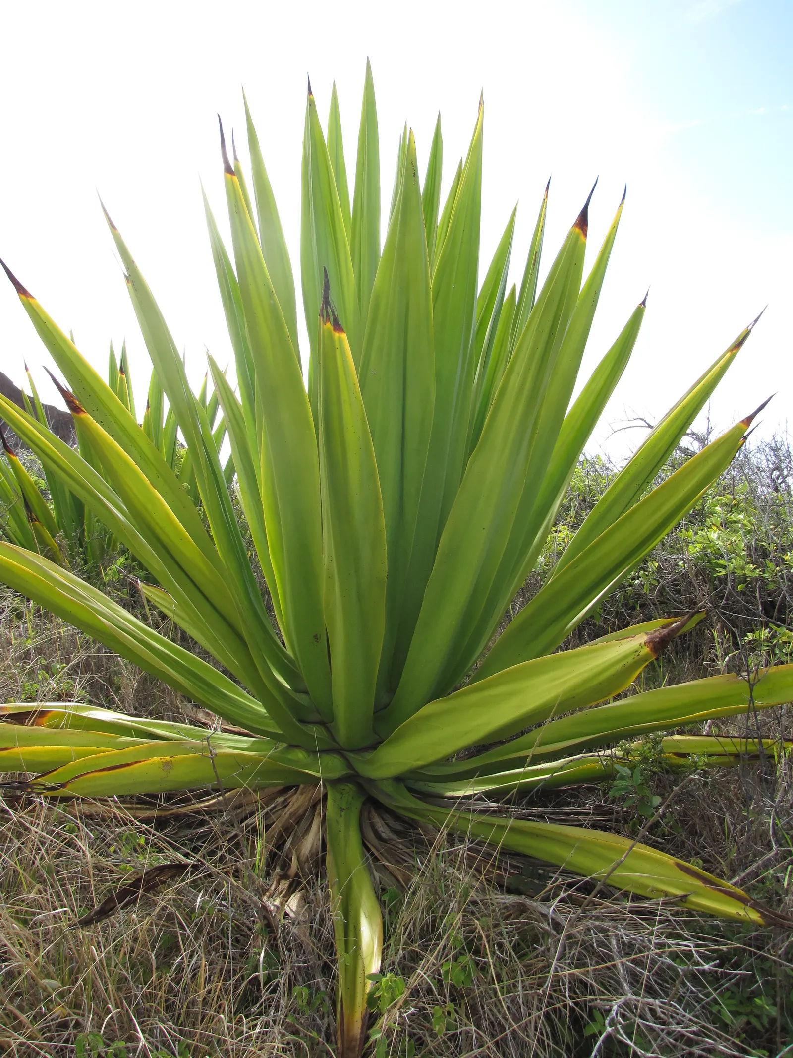 Furcraea Foetida — commonly referred to as Giant Cabuya or Mauritius Hemp; displaying clusters of greenish-white