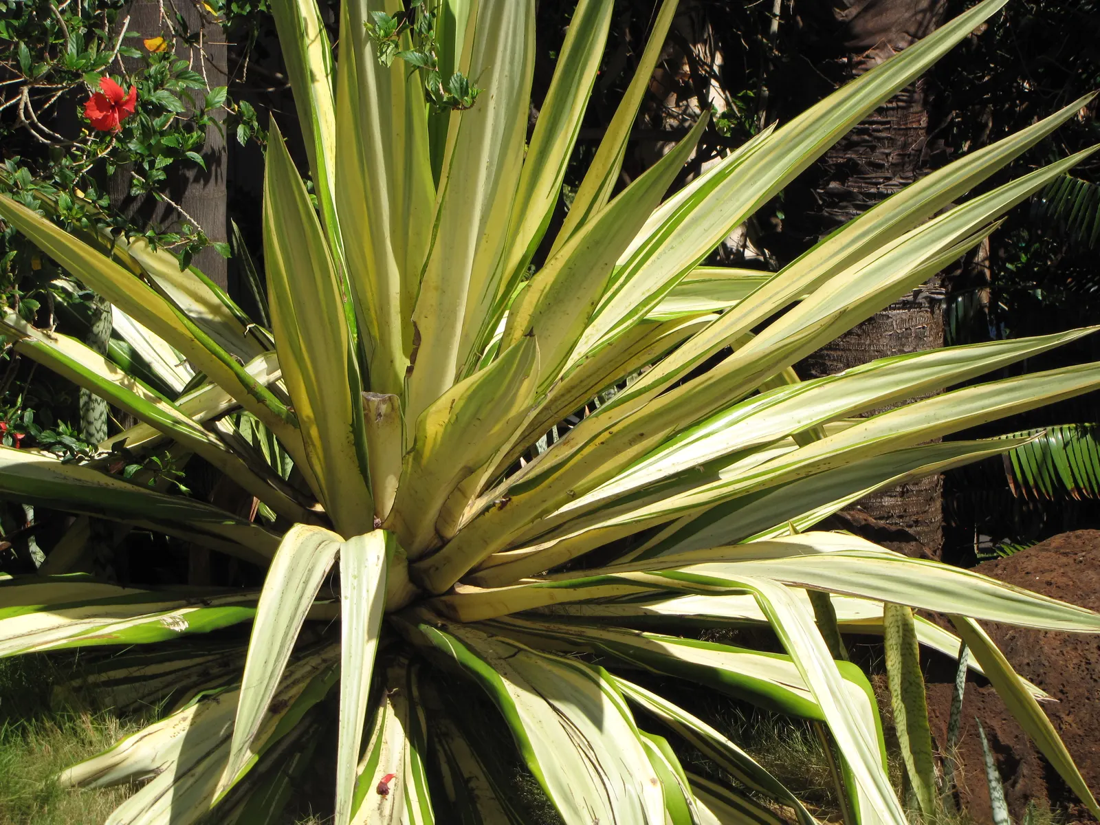 Furcraea Foetida — As it is generally resistant to pests and diseases; white flowers in the garden