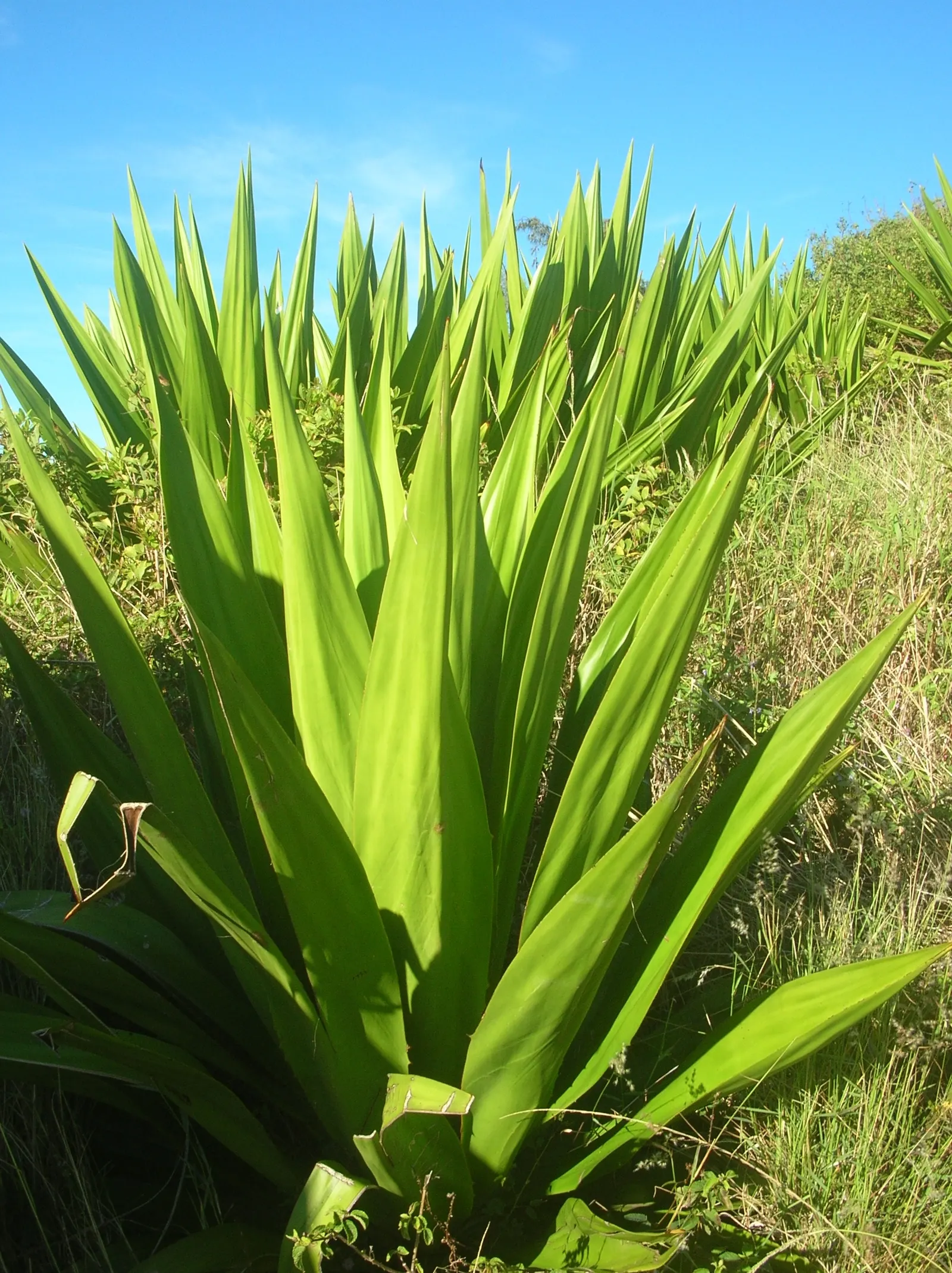 Furcraea Foetida — with a spread of 6 to 8 feet upon maturity; it is highly drought-tolerant once established