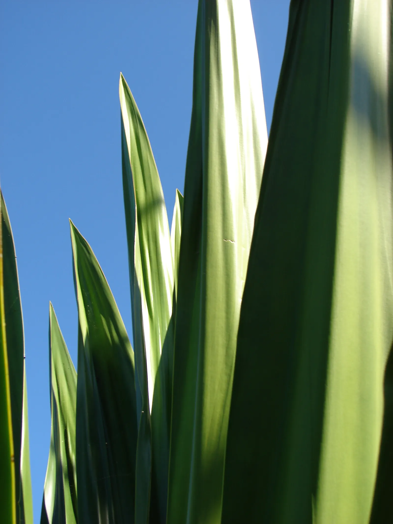 Furcraea Foetida — this impressive species can reach heights of up to 10 feet