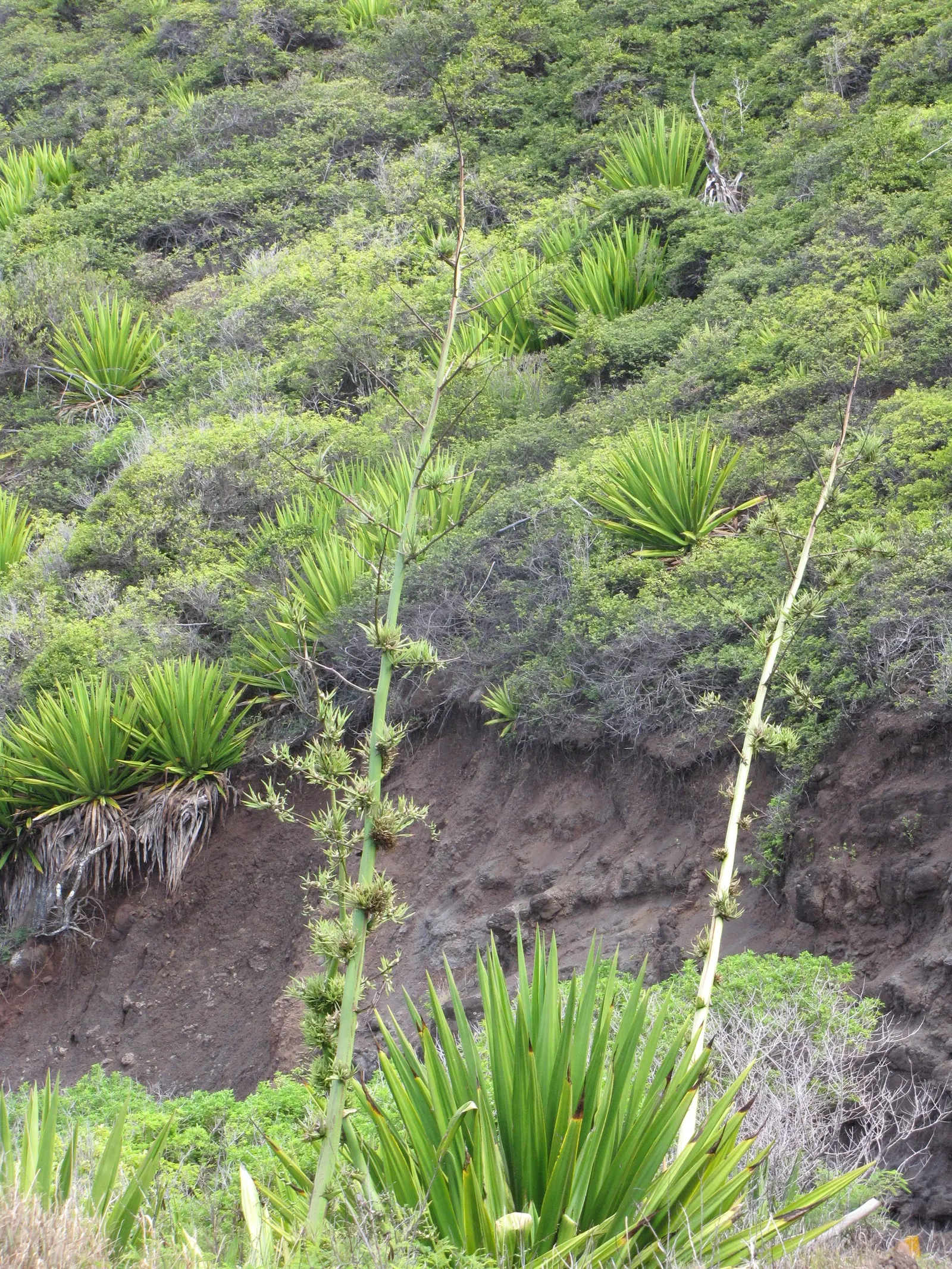 Furcraea Foetida — making it a low-maintenance option particularly suited for xeriscaping or arid coastal environments; the plant is triggered to produce