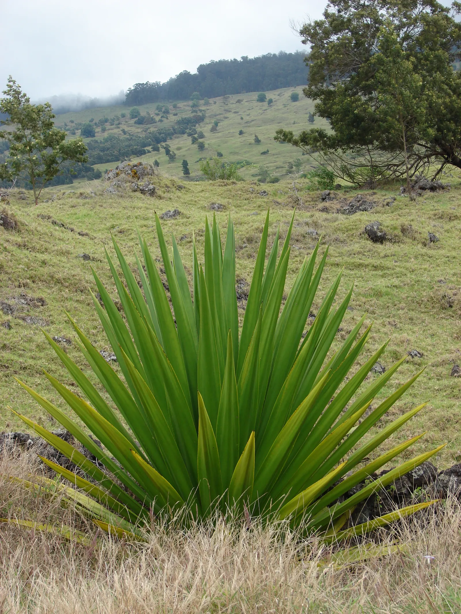 Furcraea Foetida — semi-succulent plant that brings a bold; making it a low-maintenance option particularly suited for xeriscaping or arid coastal environments