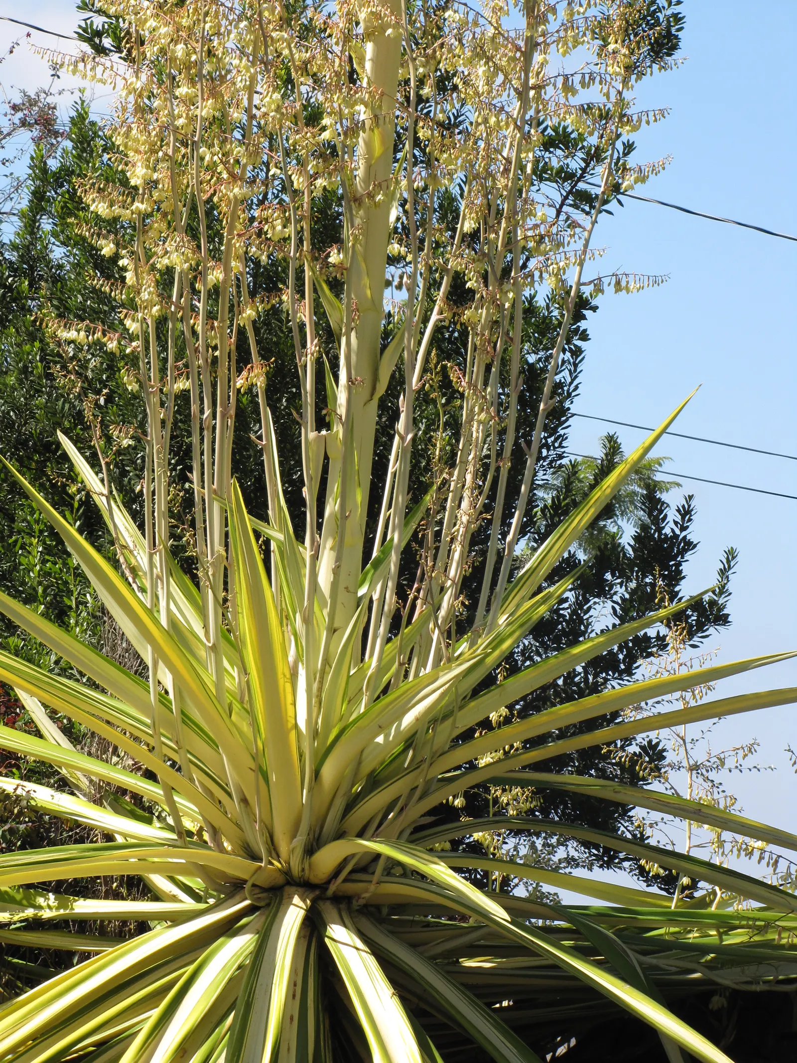 Furcraea Foetida — bell-shaped flowers.<br><br>Upon flowering; commonly referred to as Giant Cabuya or Mauritius Hemp