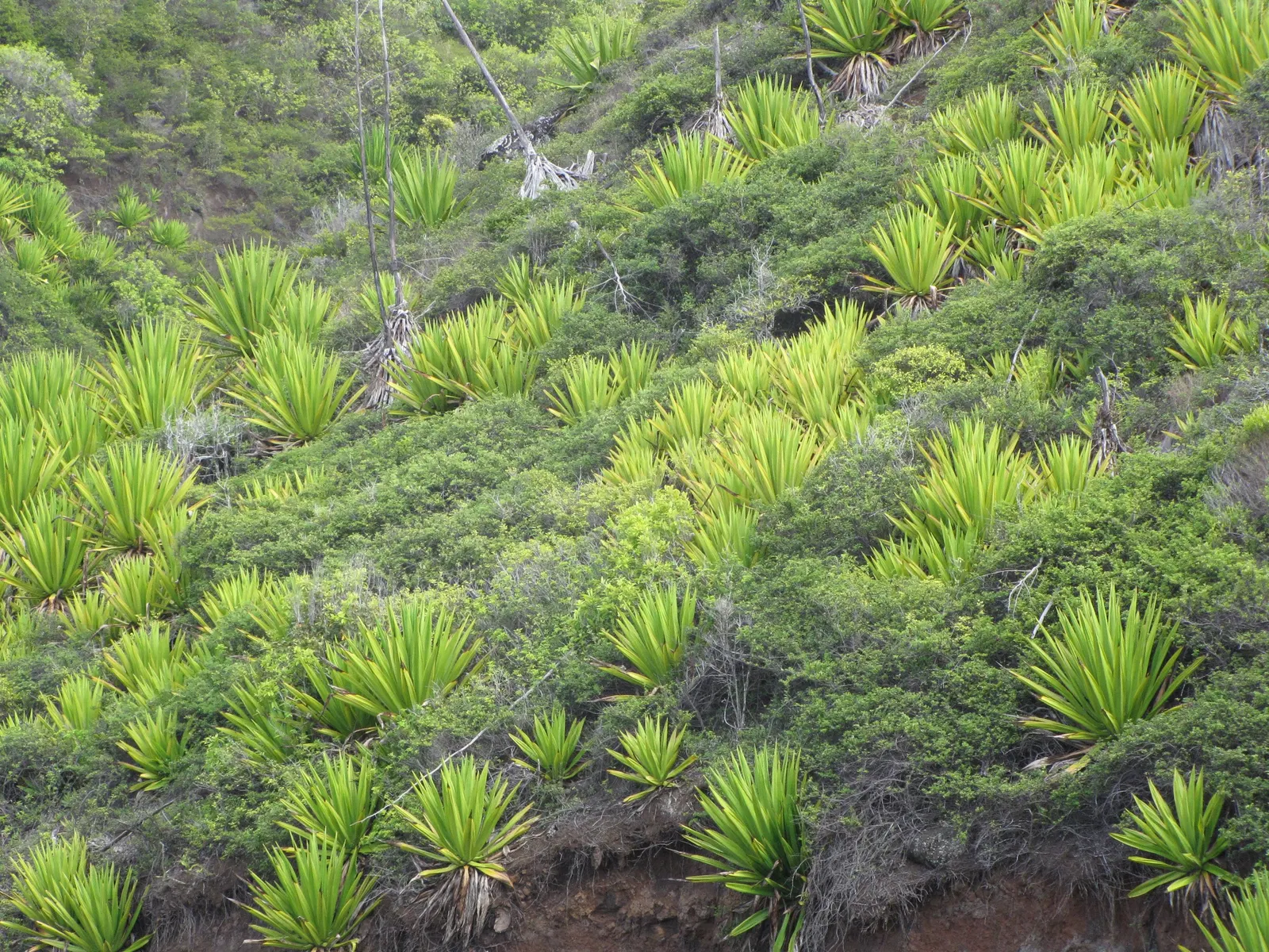 Furcraea Foetida — succulent plant with a stunning rosette of sword-shaped leaves; this impressive species can reach heights of up to 10 feet