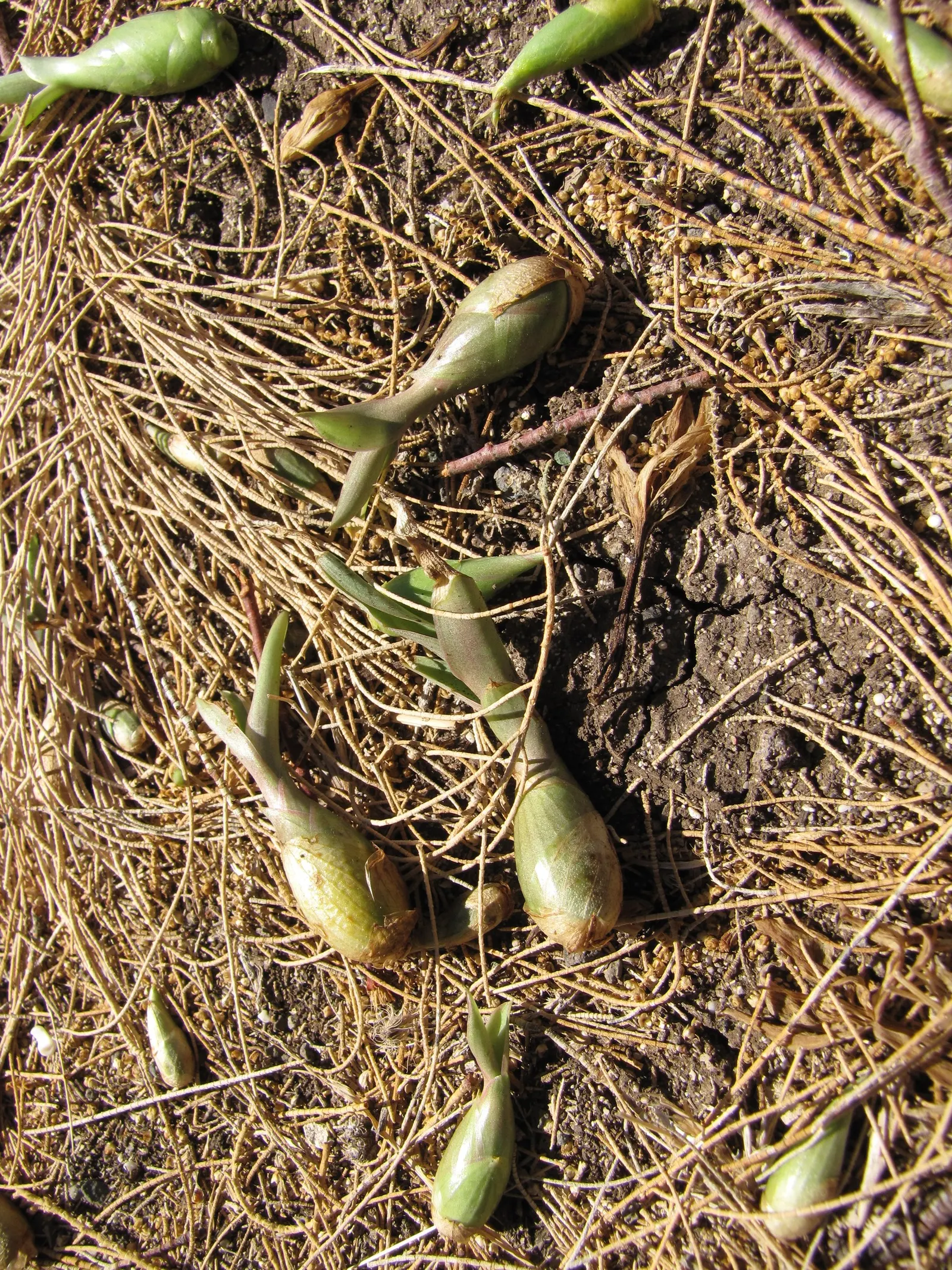 Furcraea Foetida — displaying clusters of greenish-white; succulent / tree for full or half