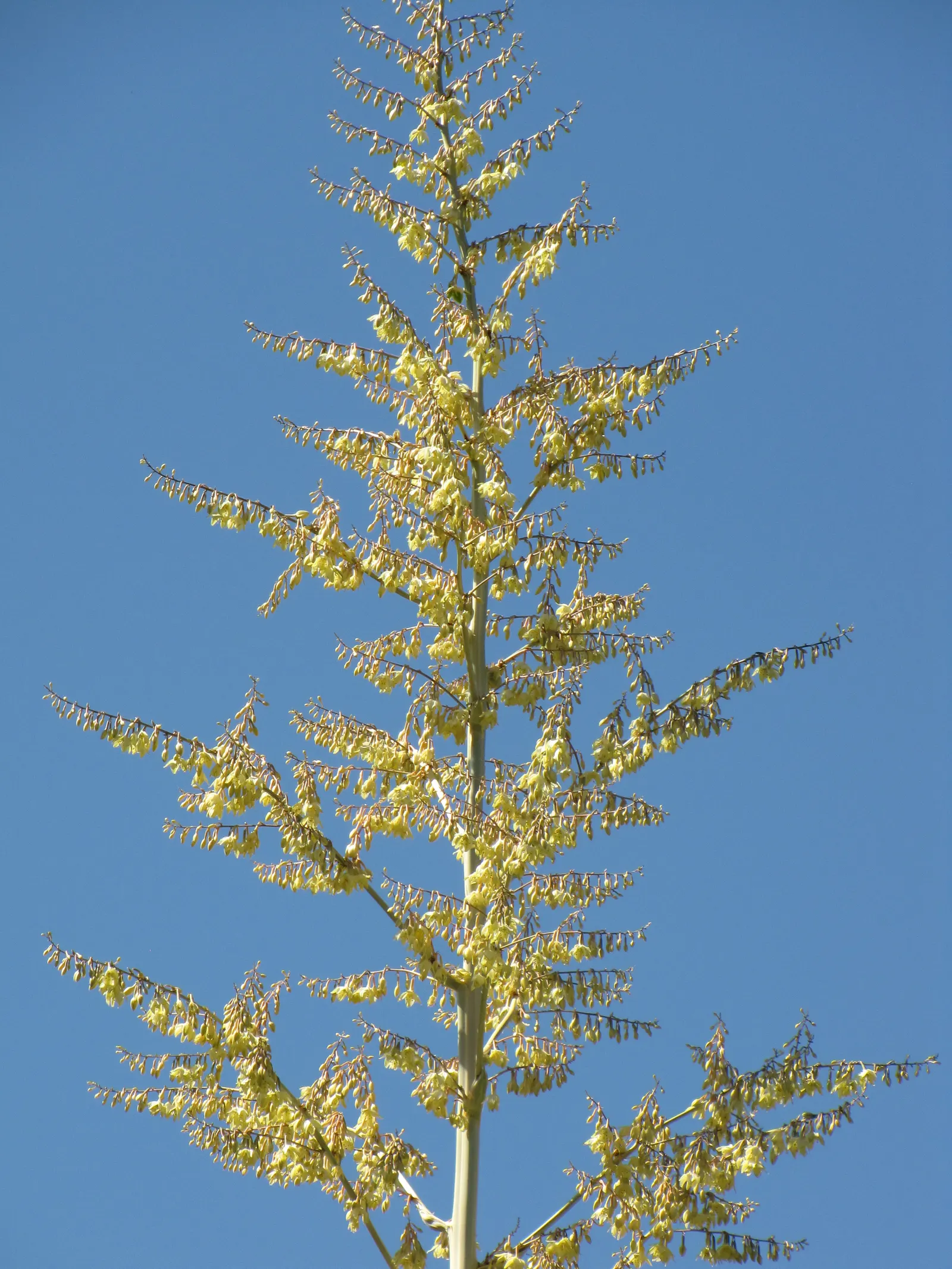 Furcraea Foetida — these offsets can be used for propagation
