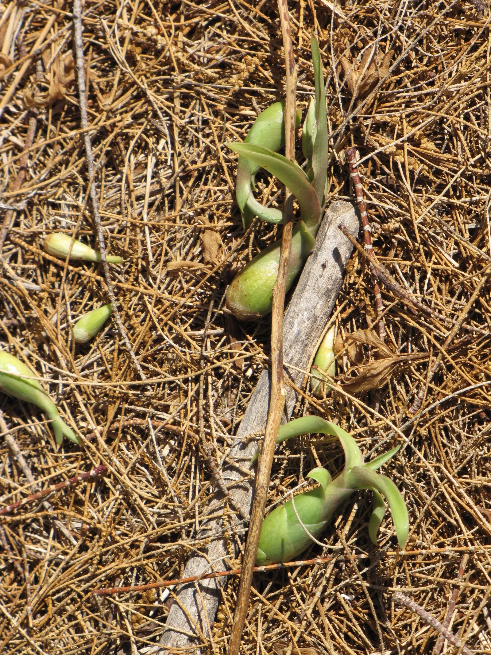 Furcraea Foetida — semi-succulent plant that brings a bold